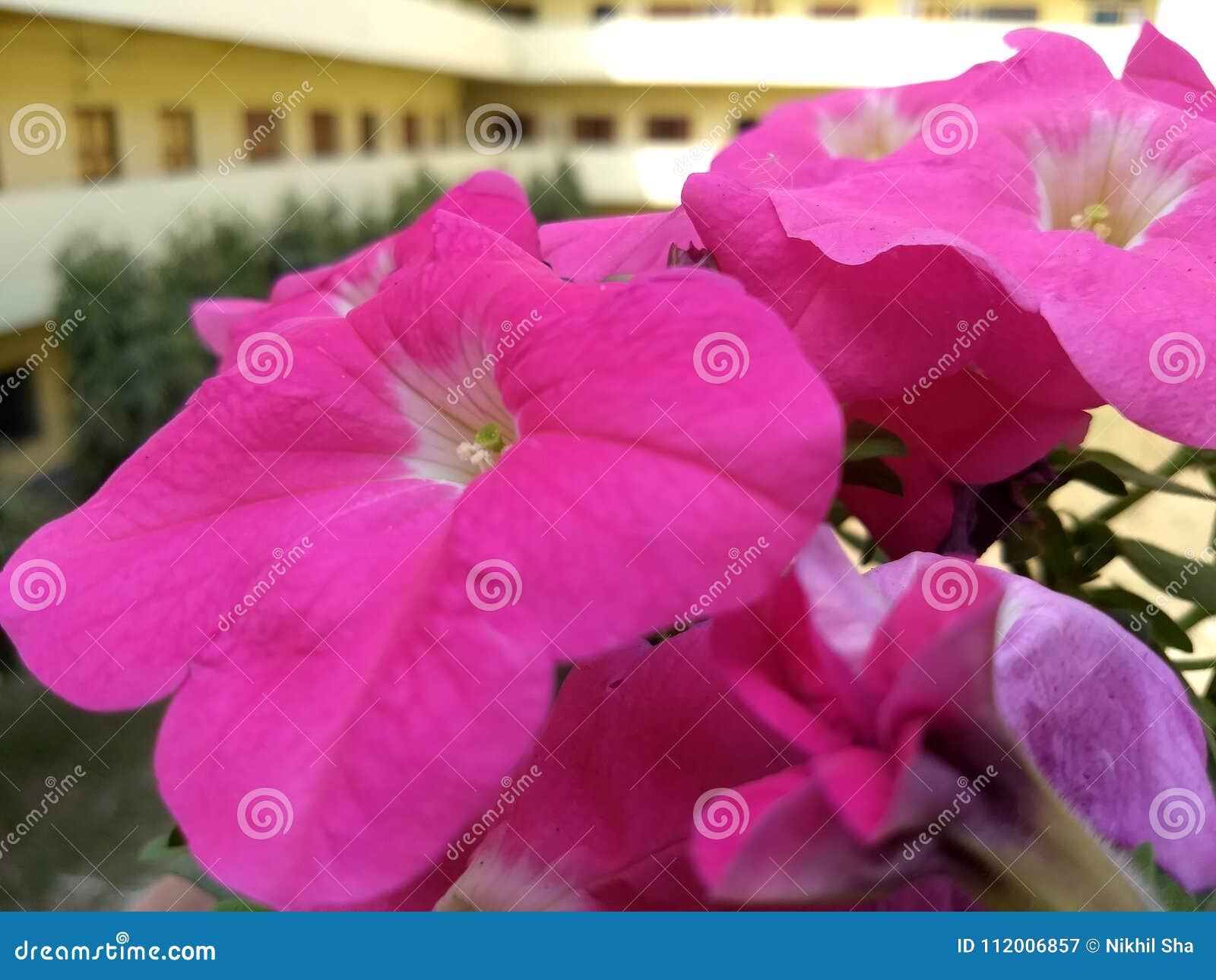 Belle Fleur Rose Jaune Blanche De Nature Image Stock Image