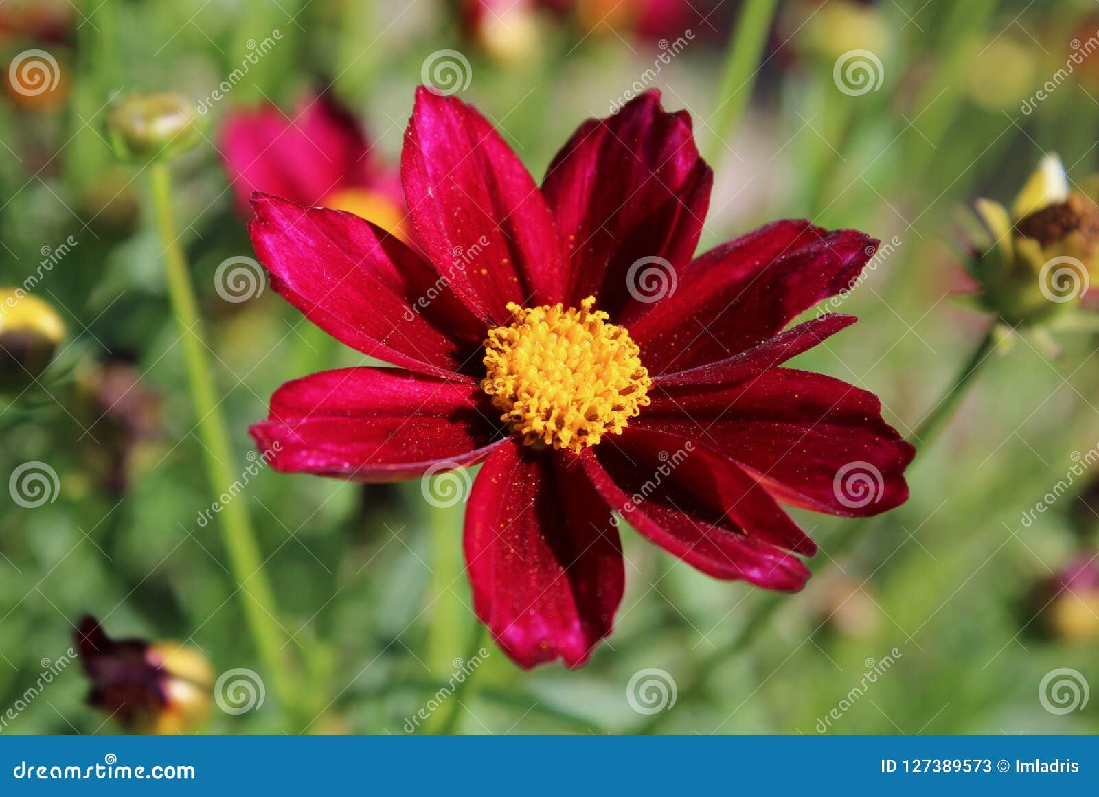 Belle Fleur Rouge Foncé De Cosmos Image stock - Image du rouge, normal:  127389573