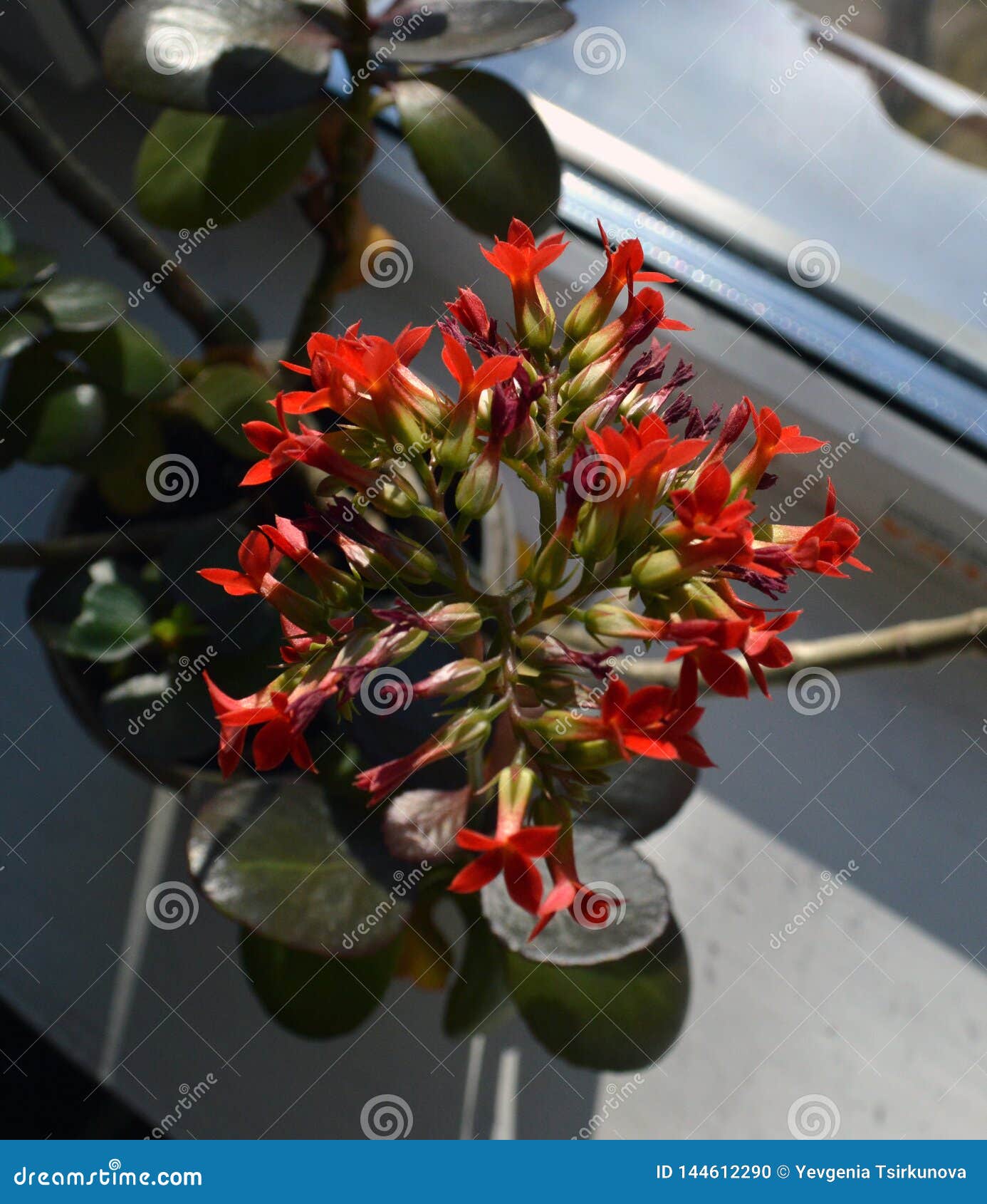 Belle Fleur Rouge Sur La Fenêtre Photo stock - Image du lumineux, hublot:  144612290