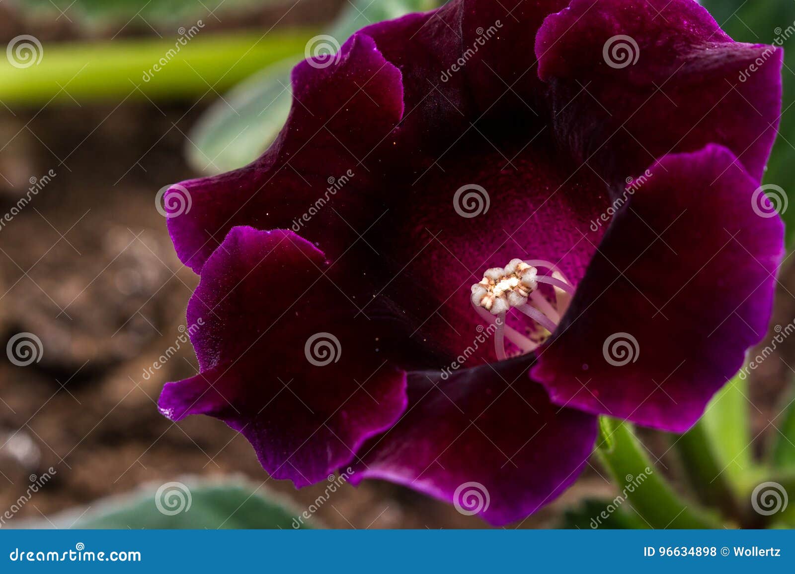 Belle fleur violet-foncé photo stock. Image du stupéfier - 96634898