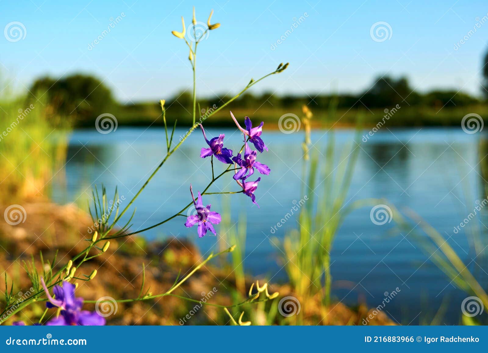 Belle Fleur Violette Au Bord Du Lac Bleu Photo stock - Image du pétale,  rose: 216883966