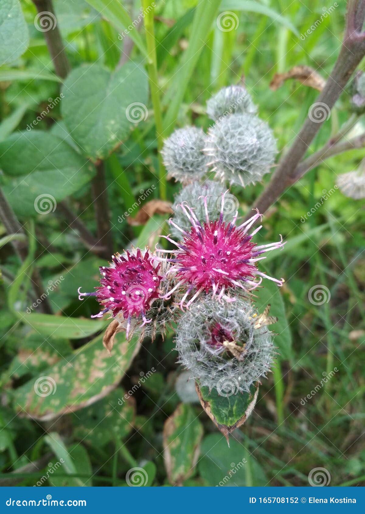 Belle Fleur Violette Avec Une Petite Boule Aux épines Et Aux Feuilles  Vertes Photo stock - Image du lames, estampé: 165708152