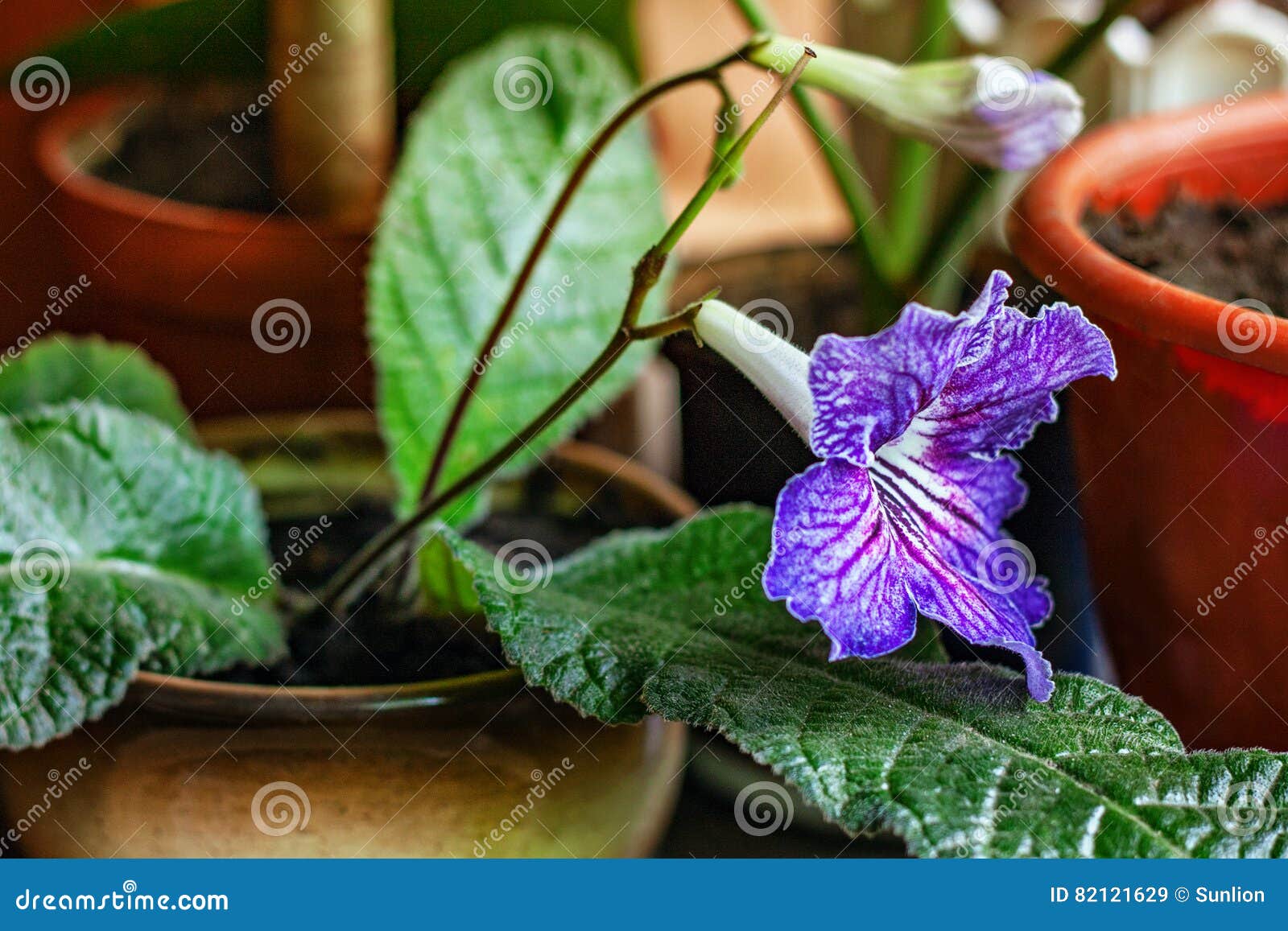 Belle Fleur Violette De Gloxinia, Plante D'intérieur, Plan Rapproché Image  stock - Image du normal, décorer: 82121629
