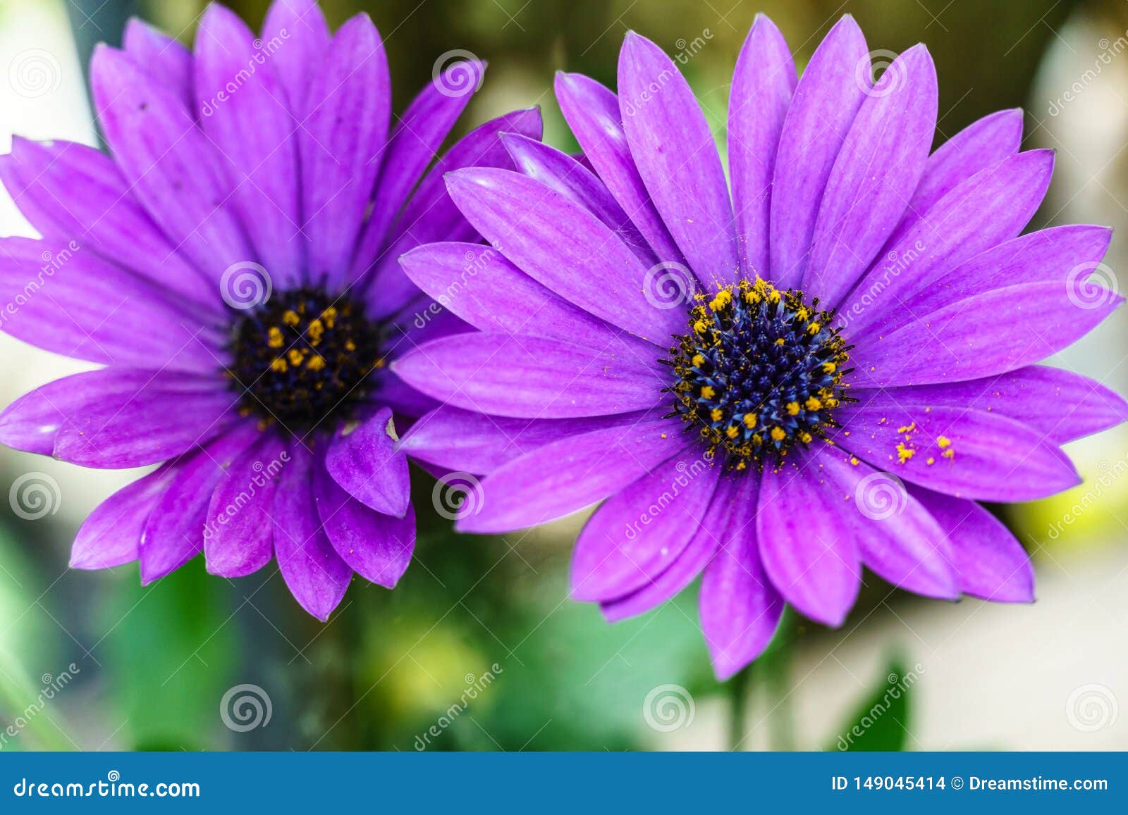 Belle Fleur Violette, Macro Tir Image stock éditorial - Image du violette,  rose: 149045414