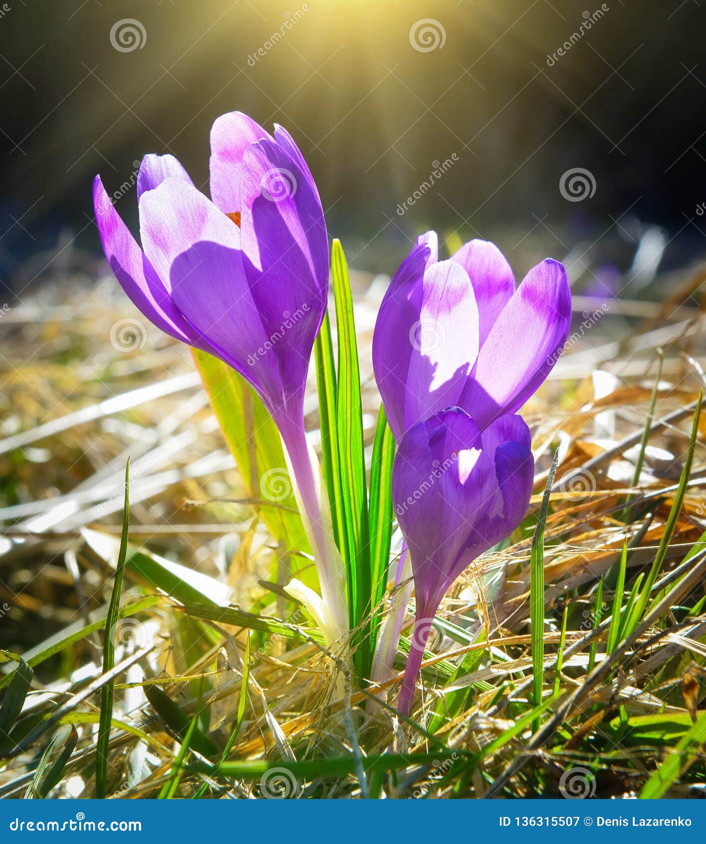 Belle Forêt Violette Sauvage De Fleurs Au Printemps Image stock - Image du  vert, lumineux: 136315507