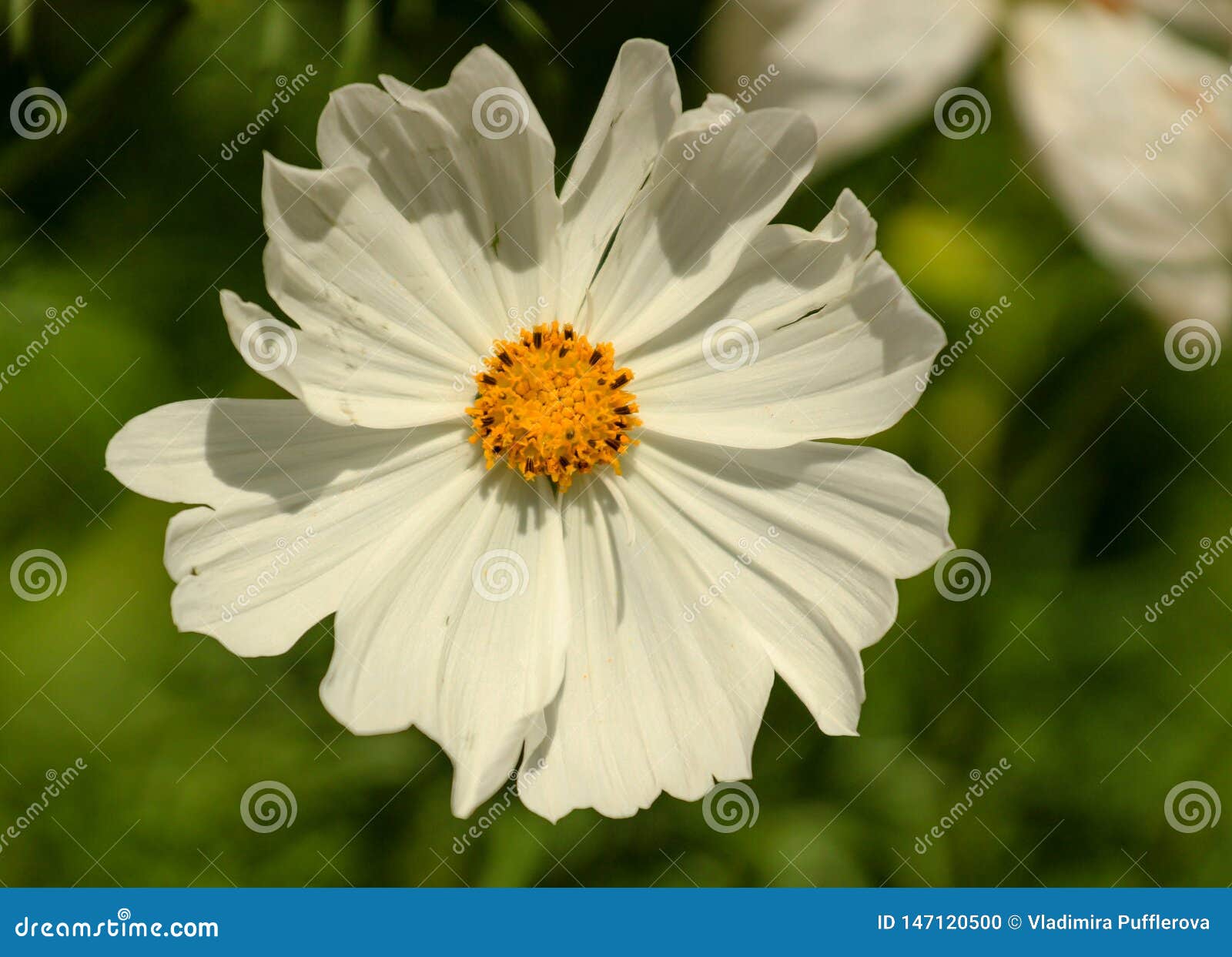 Belle Grande Fleur Blanche De Cosmos Photo stock - Image du flore, beau:  147120500