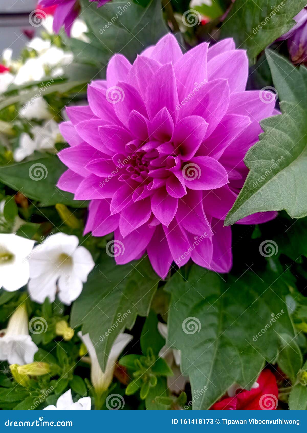 Belle Grande Fleur Violette Sur Fond Tropical Image stock - Image du  jardin, rose: 161418173