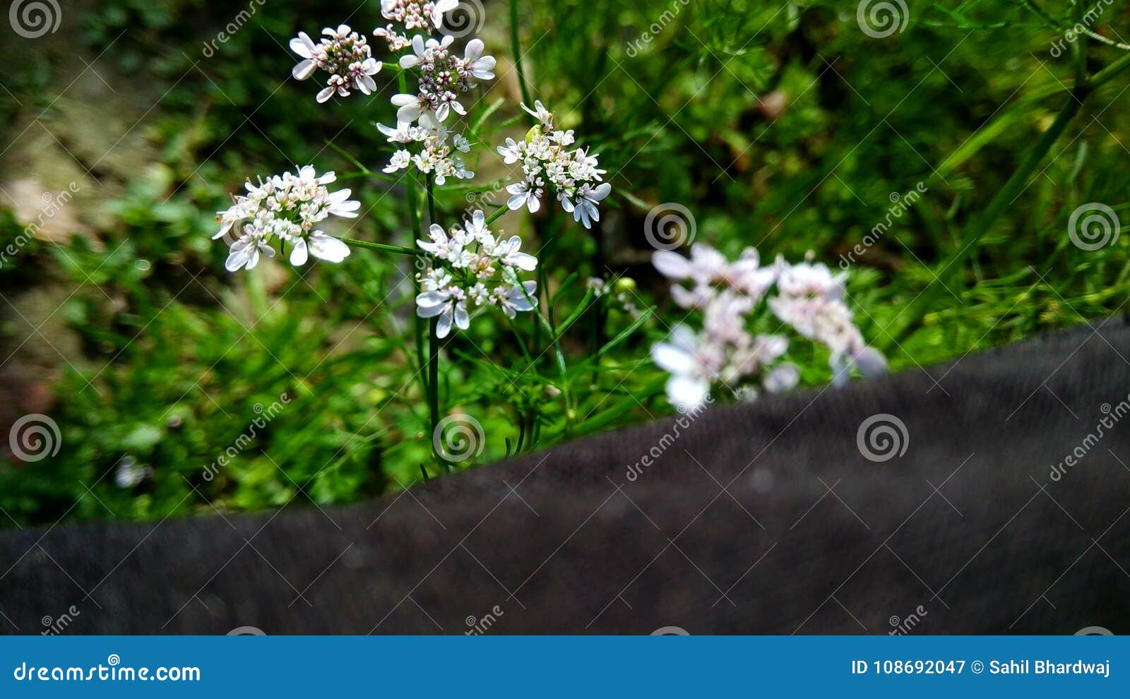 Belle Immagini Della Natura Immagine Stock Immagine Di Nave Piante