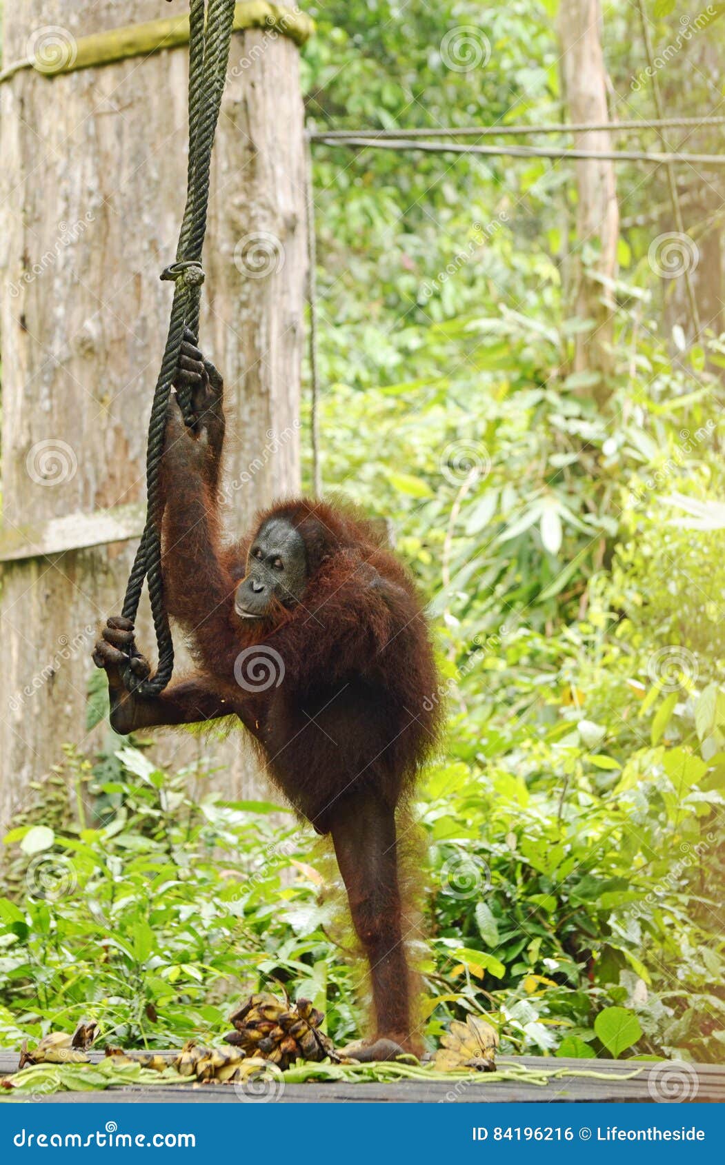 Belle Jungle Gratuite Sauvage Drole Etonnante De Sepilok D Orang Outan Sabah Borneo Photo Stock Image Du Sepilok Borneo 84196216