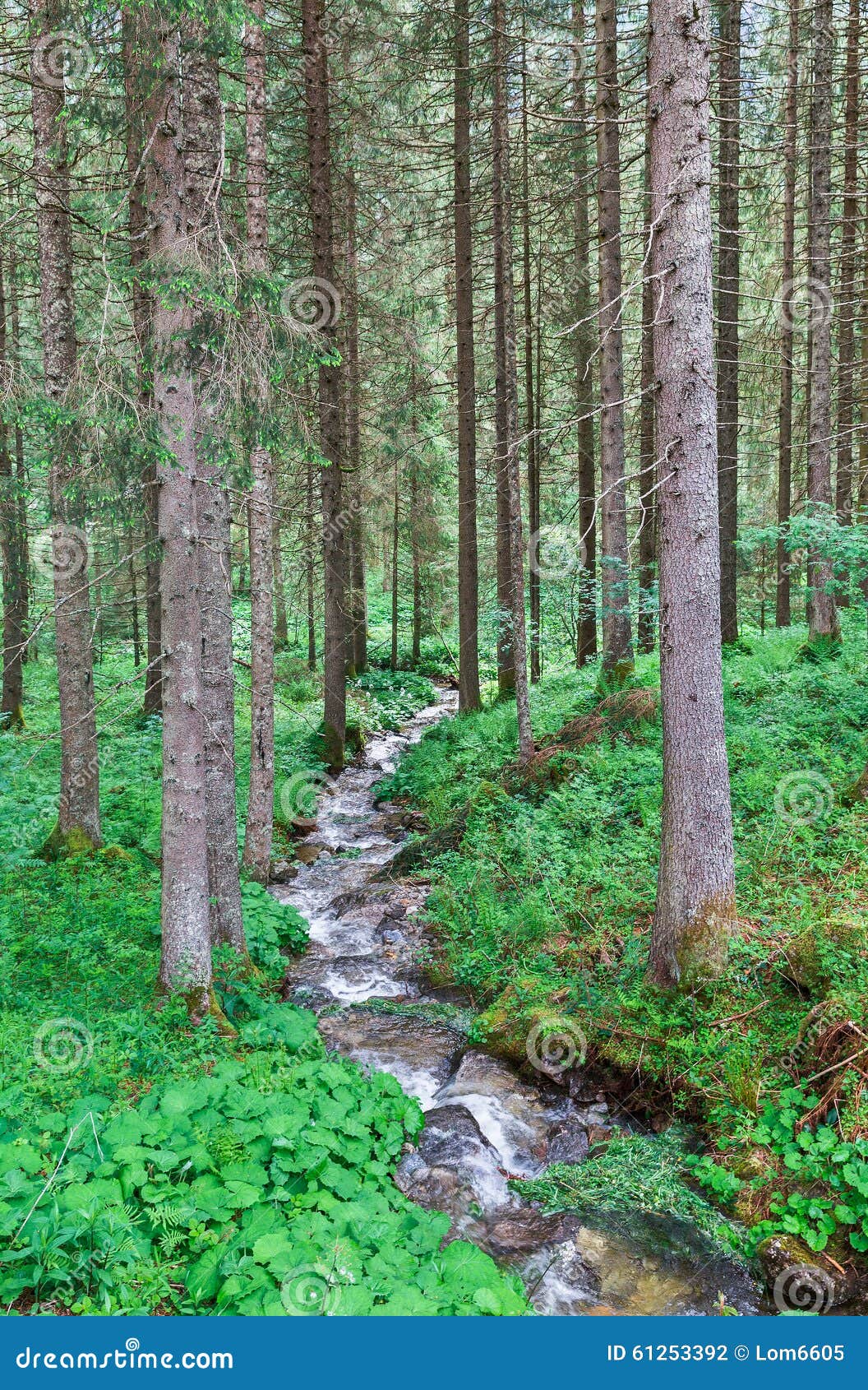 Belle Natura E Correnti Fotografia Stock Immagine Di Bellezza