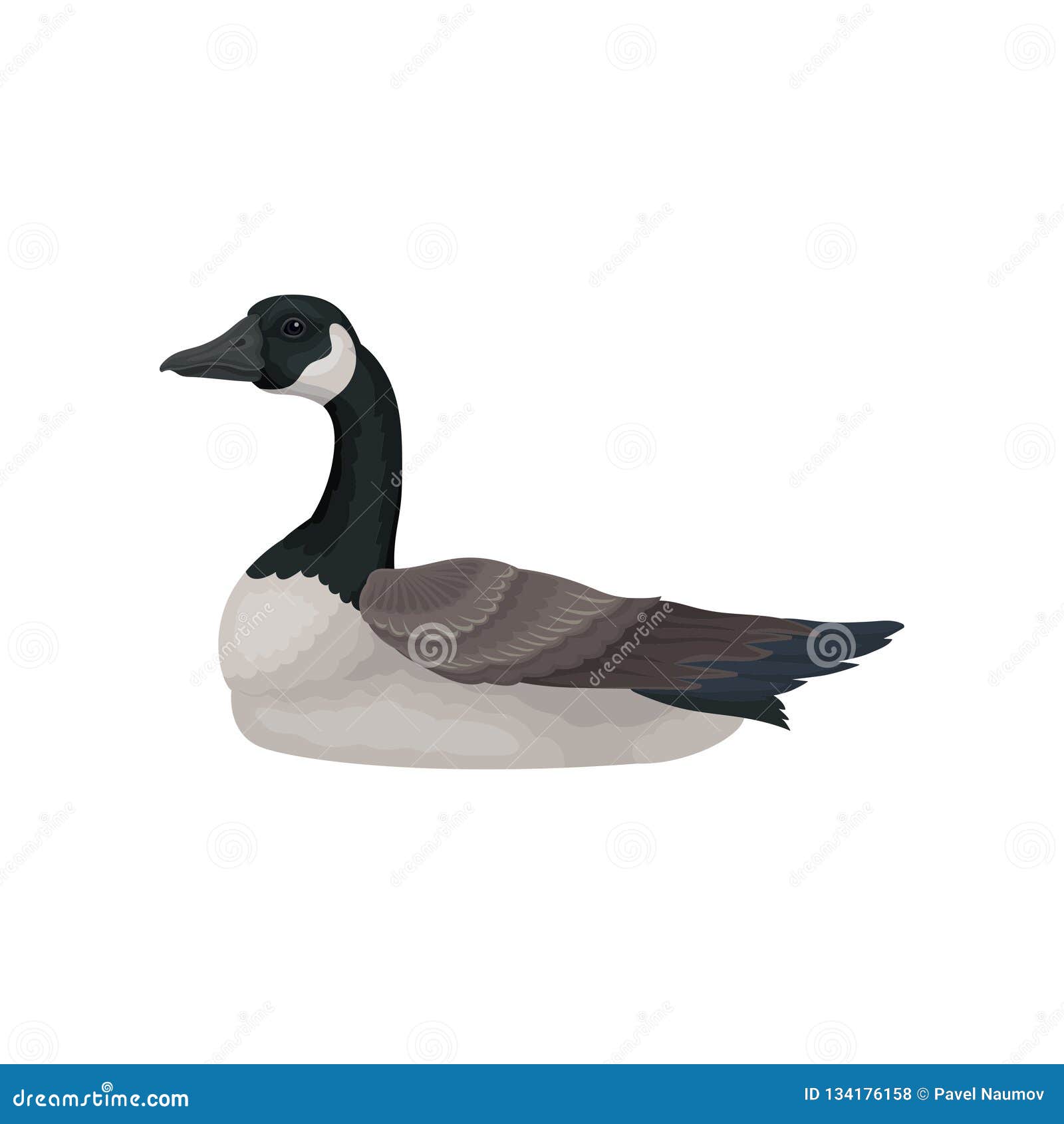 Belle Oie Avec La Longue Joue Noire De Cou Blanche Et Le