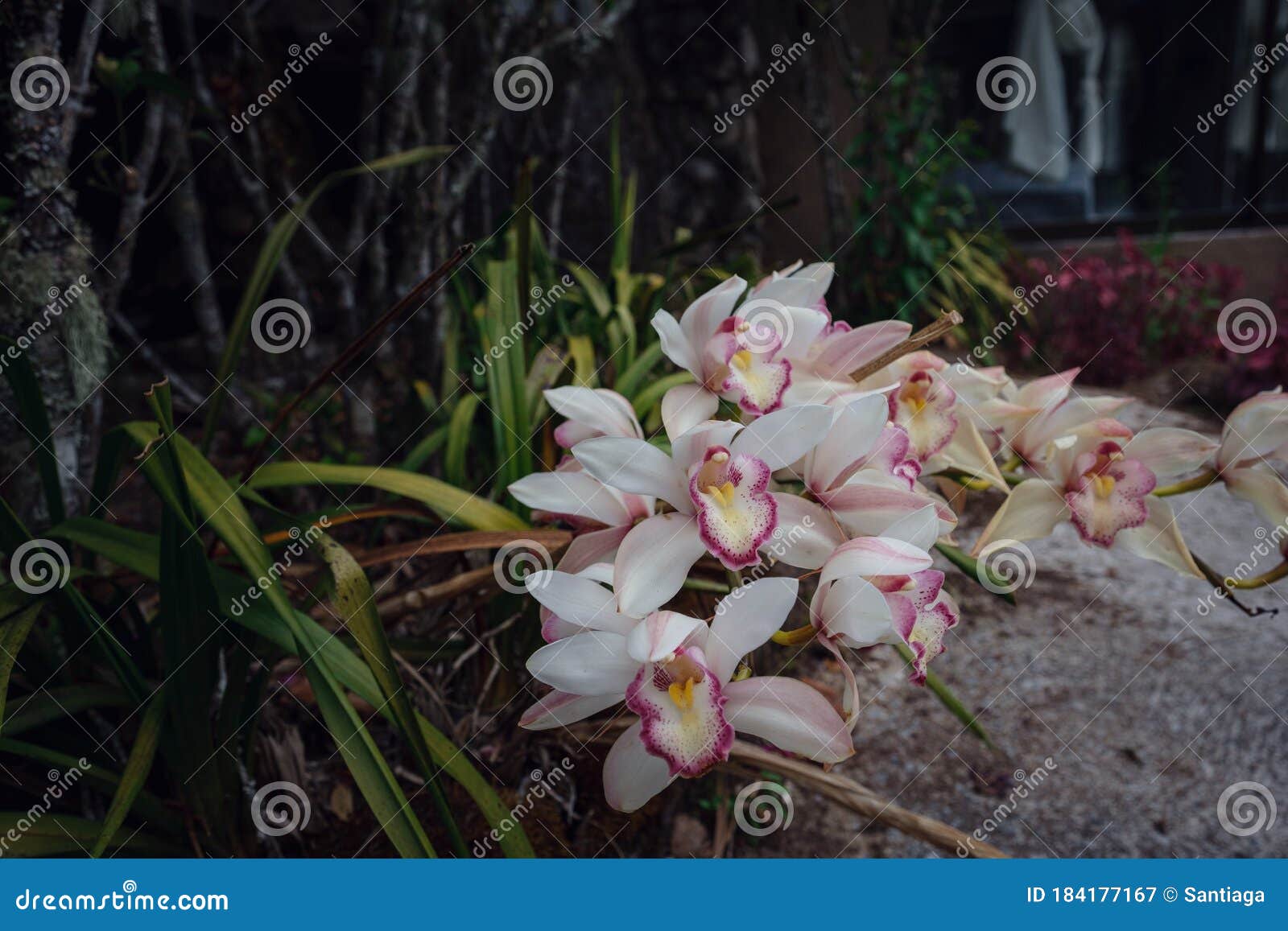 Belle Orchidée Exotique De Fleur En Serre En Thaïlande Image stock - Image  du fond, houseplant: 184177167
