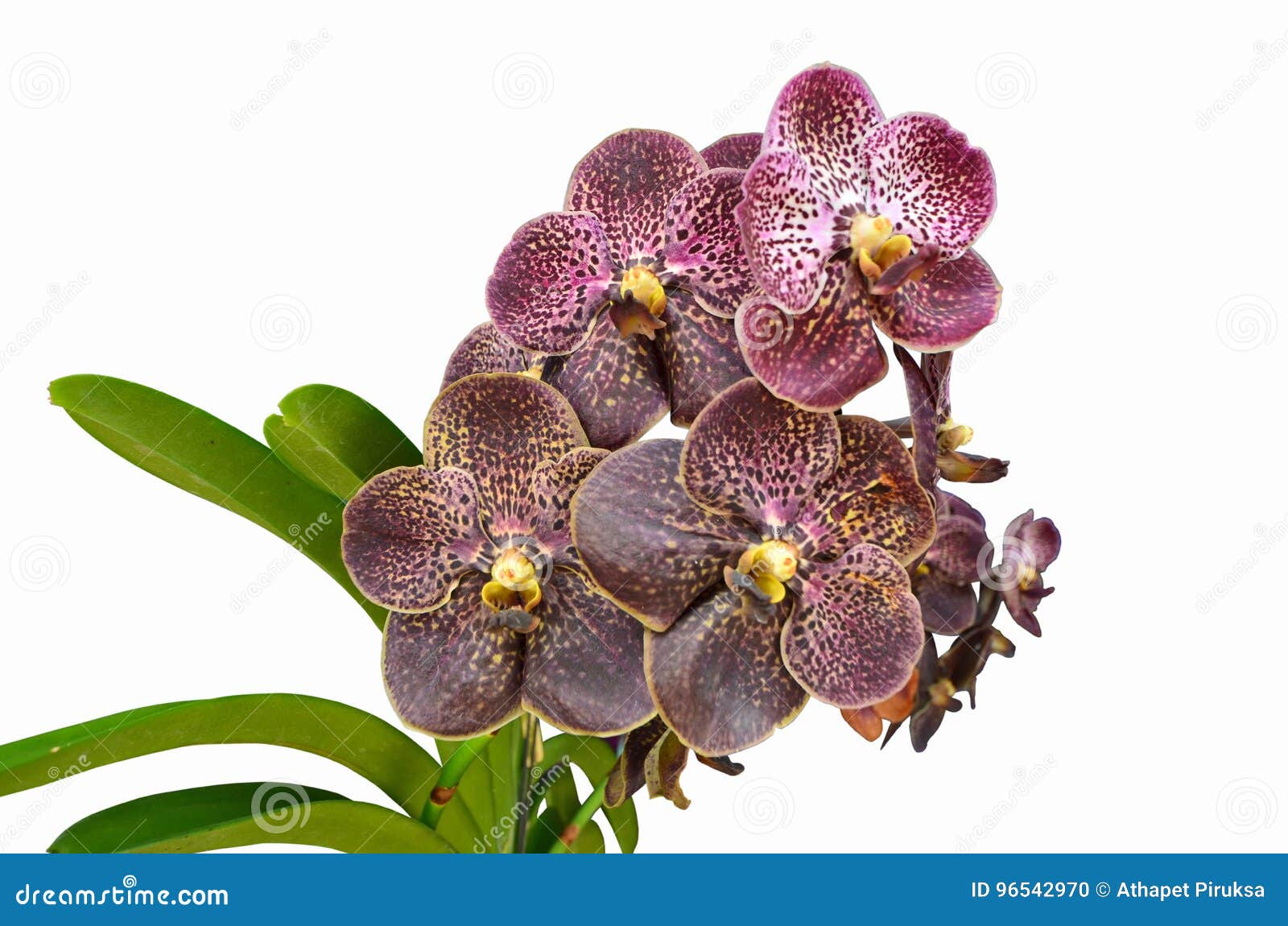 Belle Orchidée Violette Foncée De Vanda Sur Le Fond Blanc Photo stock -  Image du lumineux, foncé: 96542970