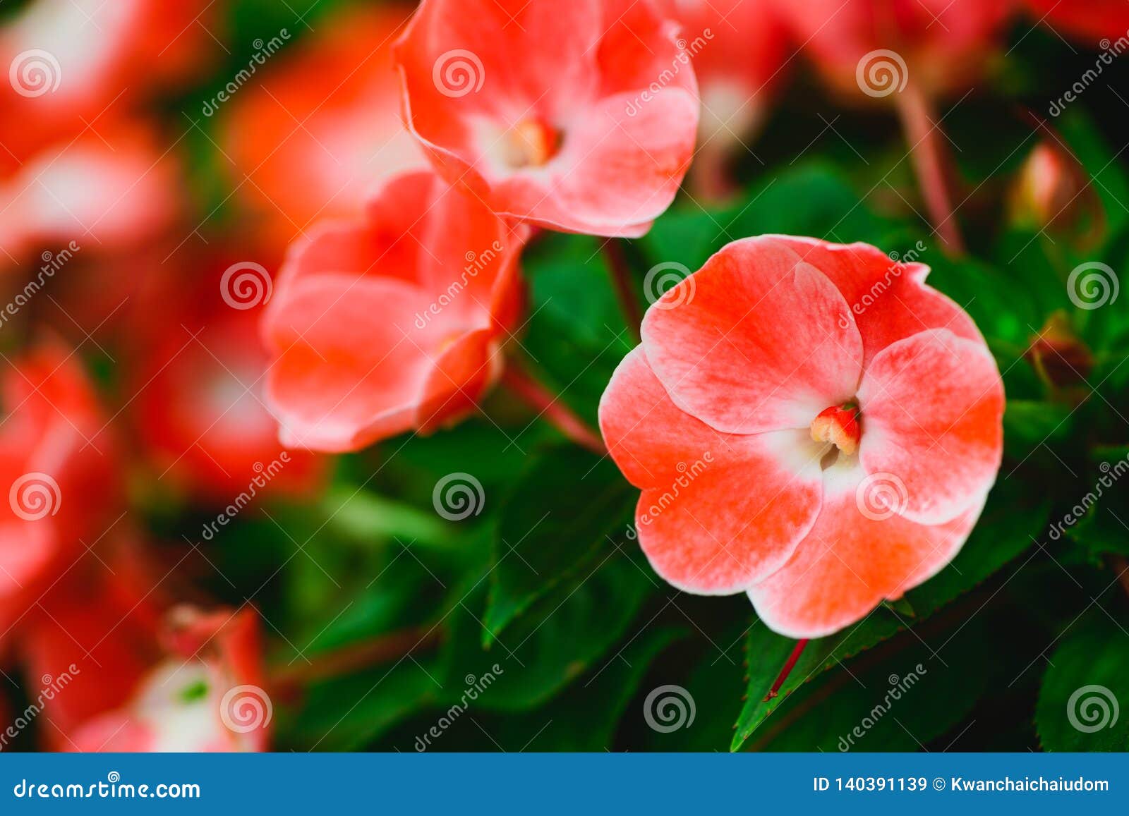 Belle Petite Fleur Rouge Dans Le Jardin Image stock - Image du fleur,  saison: 140391139