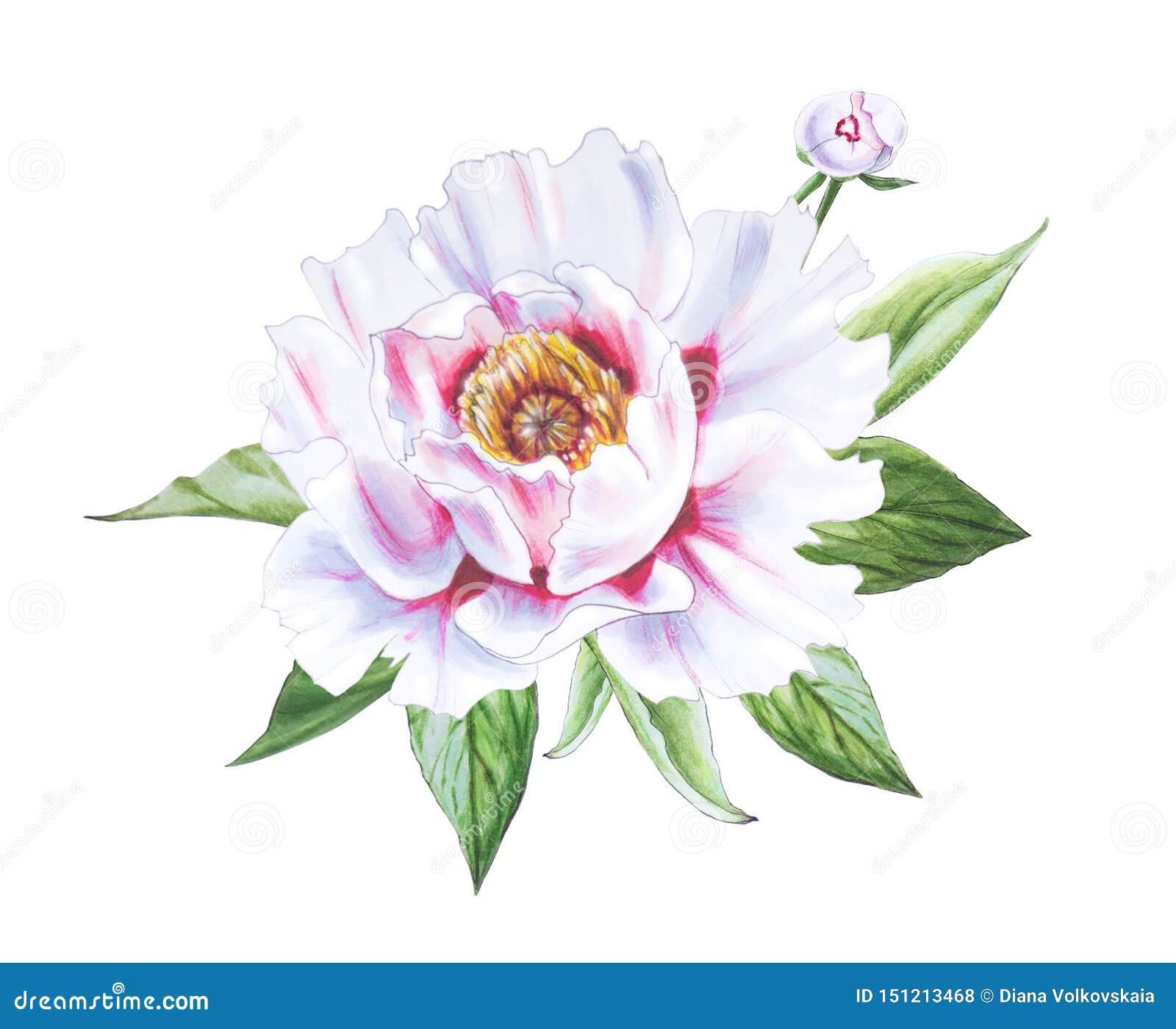 Belle Pivoine Blanche Avec Le Bourgeon Bouquet Des Fleurs Impression  Florale Dessin De Marqueur Illustration Stock - Illustration du  illustration, carte: 151213468