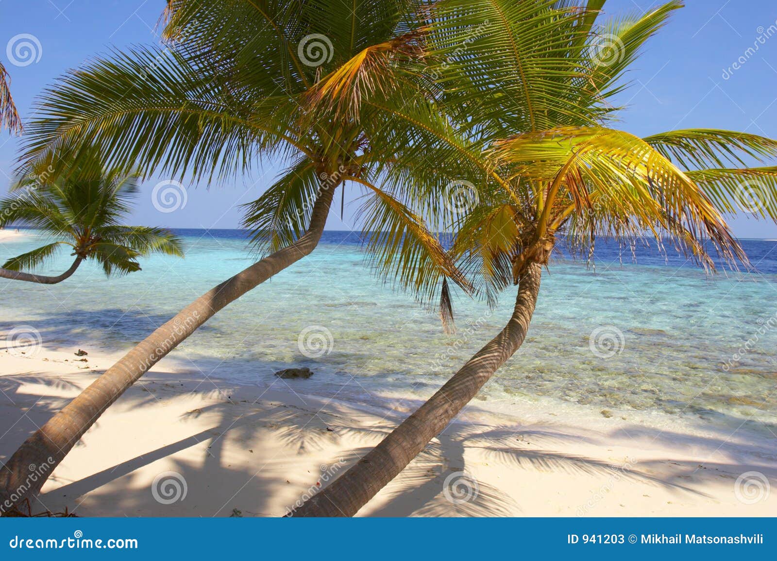 Belle Plage Avec Des Palmiers Image Stock Image Du Porc