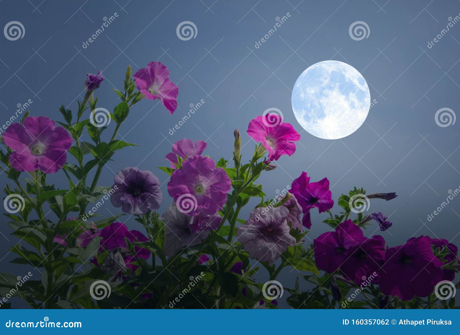 Belle Pleine Lune Avec Des Fleurs De Gloire Du Matin Photo stock - Image du  fleurs, saison: 160357062