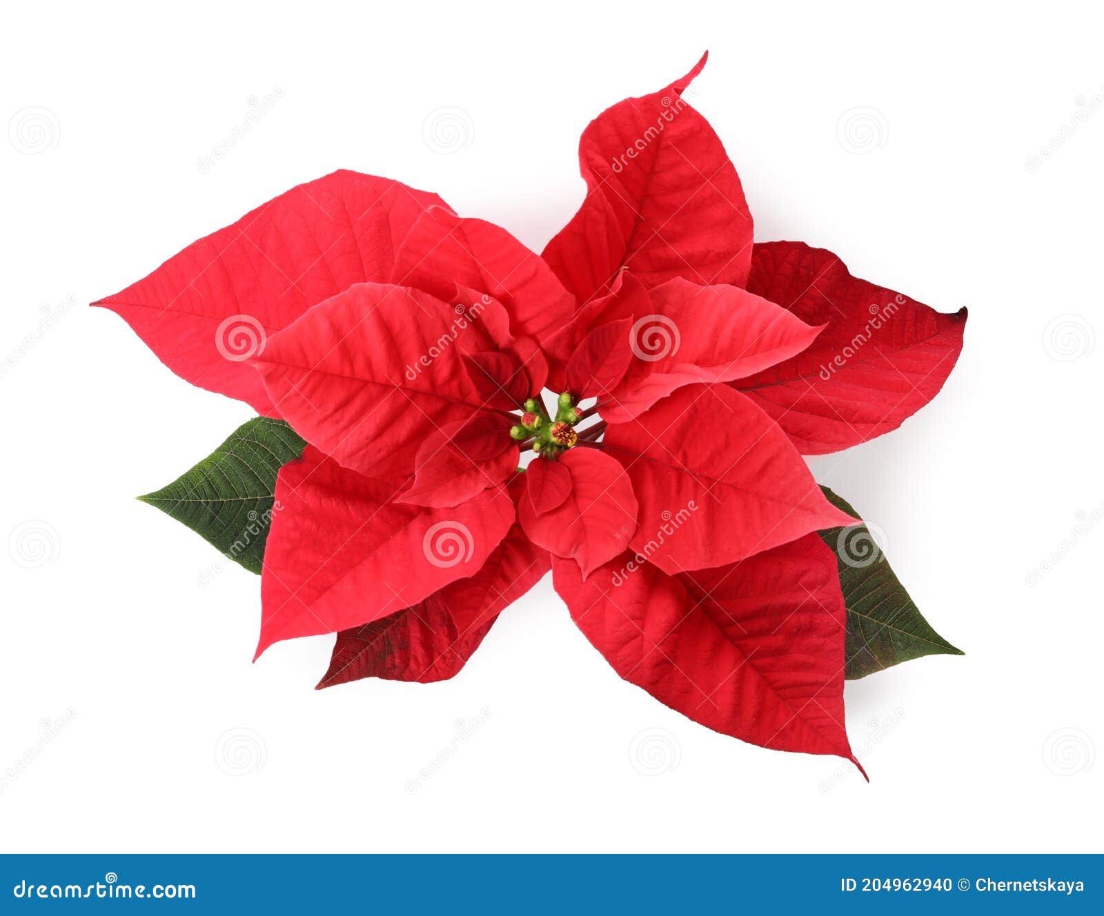 Belle Poinsettia Isolé Sur La Vue De Dessus Blanche. Fleur Traditionnelle  De Noël Photo stock - Image du isolement, maison: 204962940