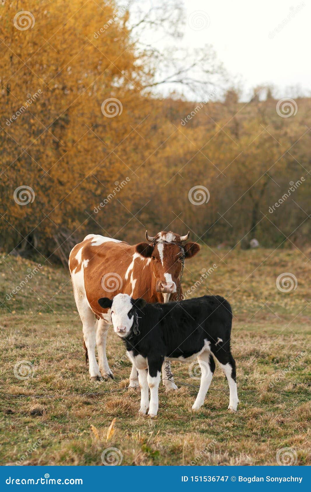 Belle Position Noire Et Blanche Mignonne De Veau Pres De Vache Brune Et Regard Sur Le Fond Des Arbres Et Du Champ D Automne Vache Image Stock Image Du Noir Automne Belle Position Noire Et Blanche Mignonne De Veau Pres De Vache Brune Et Regard Sur Le Fond Des Arbres Et Du Champ D Automne Vache Image Stock Image Du Noir Automne