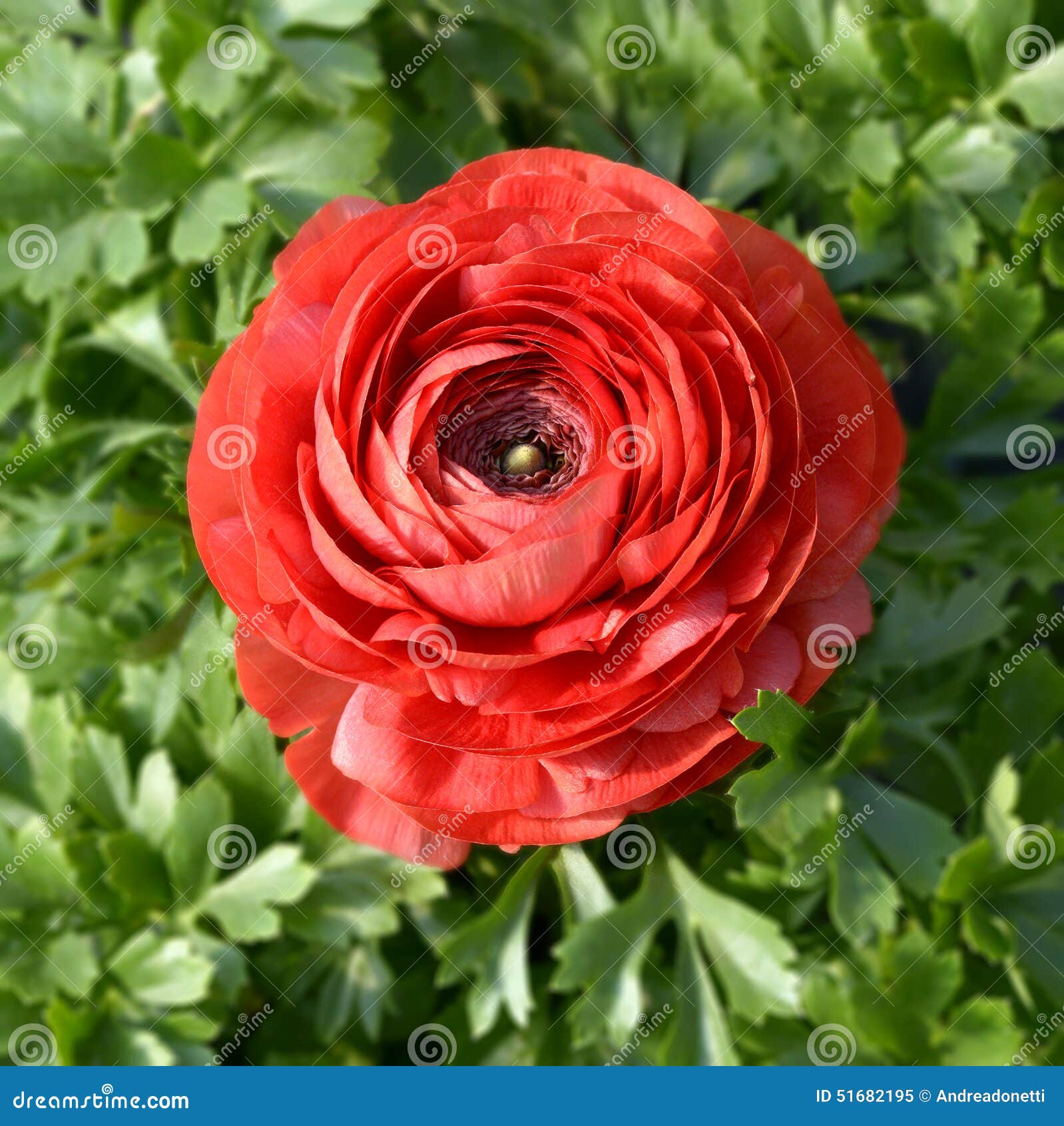 Belle Renoncule Rouge Simple Image stock - Image du cultivé, fleur: 51682195