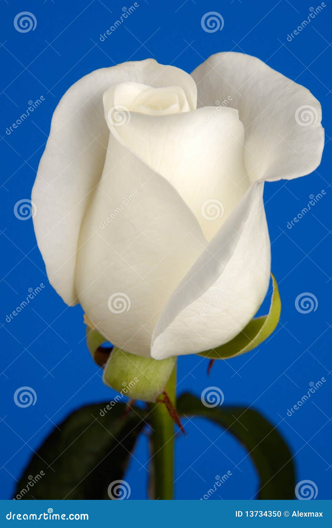 Belle Rose blanche photo stock. Image du isolement, fermer - 13734350