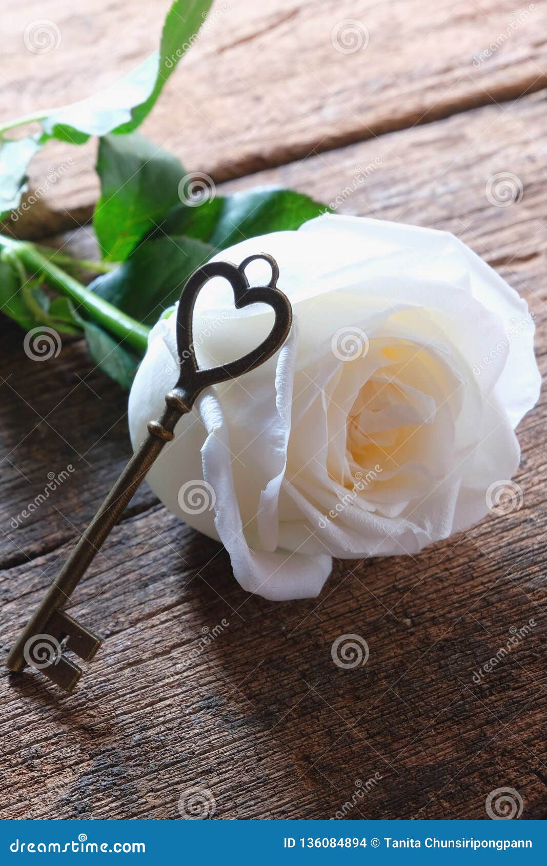 Belle Rose Blanche Avec La Clé De Forme D'amour Style Minimal Ton Doux Pour  Valentine& Romantique X27 ; Jour De S Photo stock - Image du rose, roman:  136084894