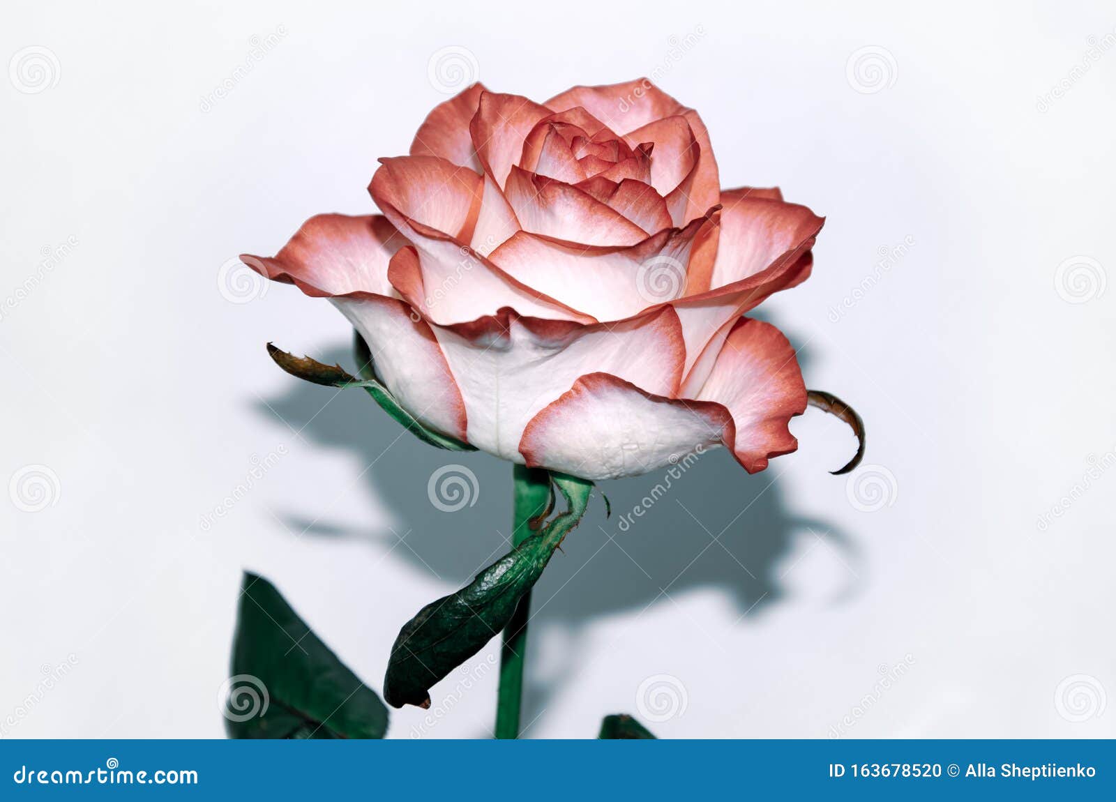 Belle Rose Blanche Avec Une Bordure Rouge Photo stock - Image du floraison,  agencement: 163678520