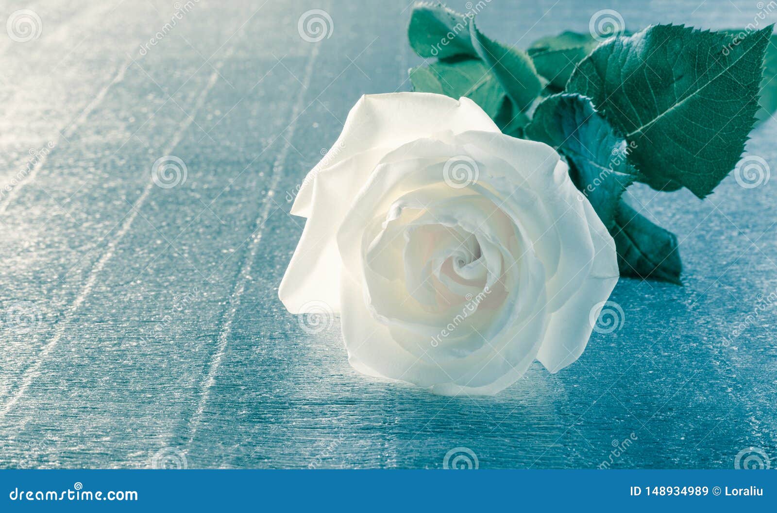 Belle Rose Blanche Pour La Saint-Valentin Ou Le Mariage Sur La Table Image  stock - Image du salutation, roman: 148934989