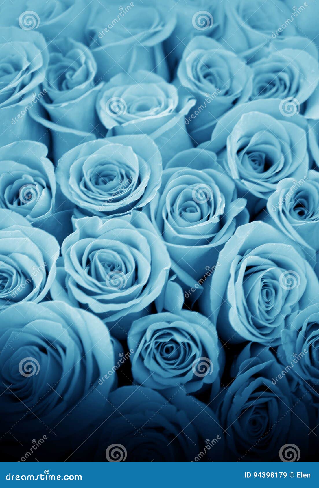 44,463 Belle Rose Blu Foto stock - Foto stock gratuite e royalty