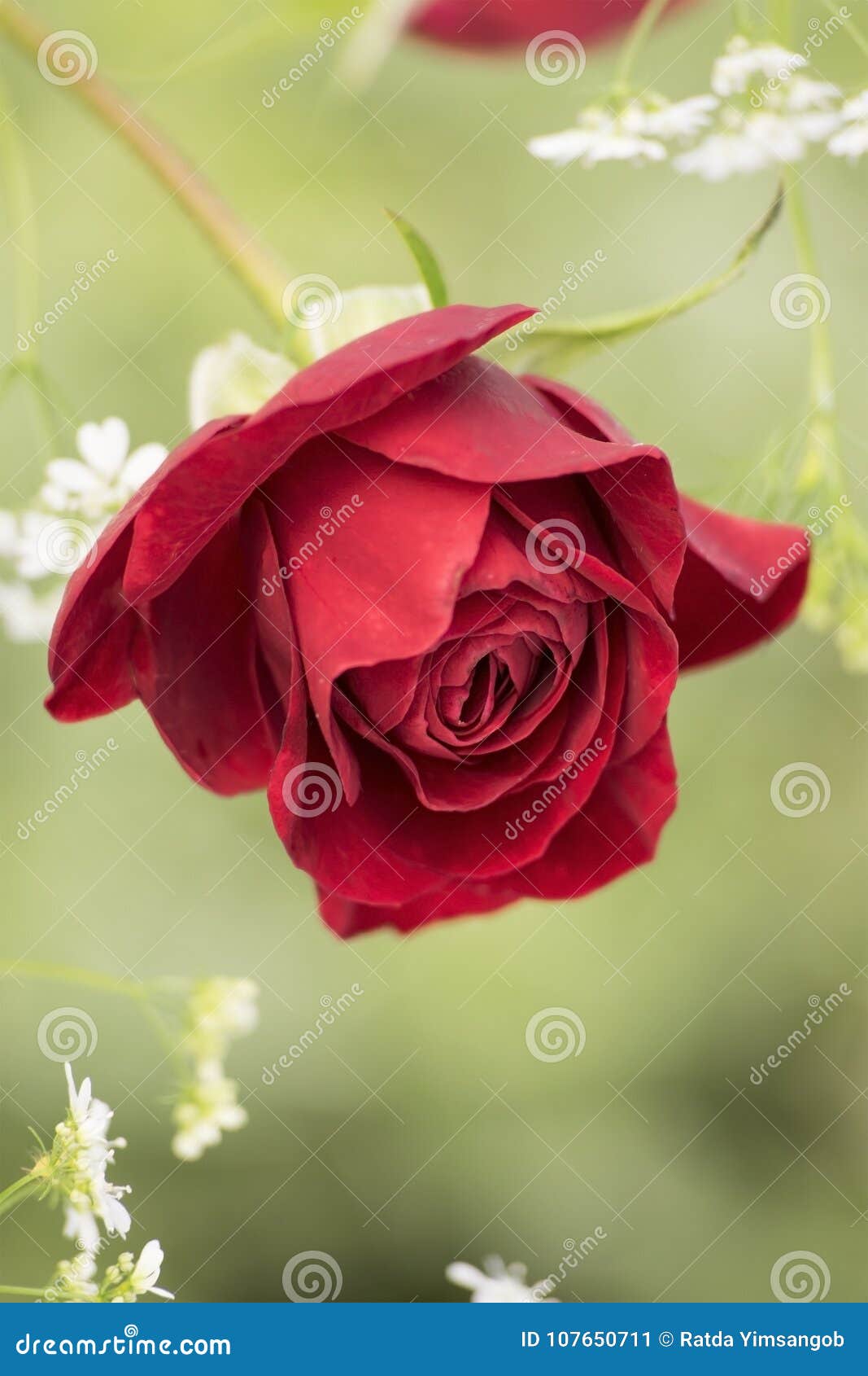Belle Rose De Rouge Avec De Belles Fleurs Blanches Image stock - Image du  beauté, couleur: 107650711