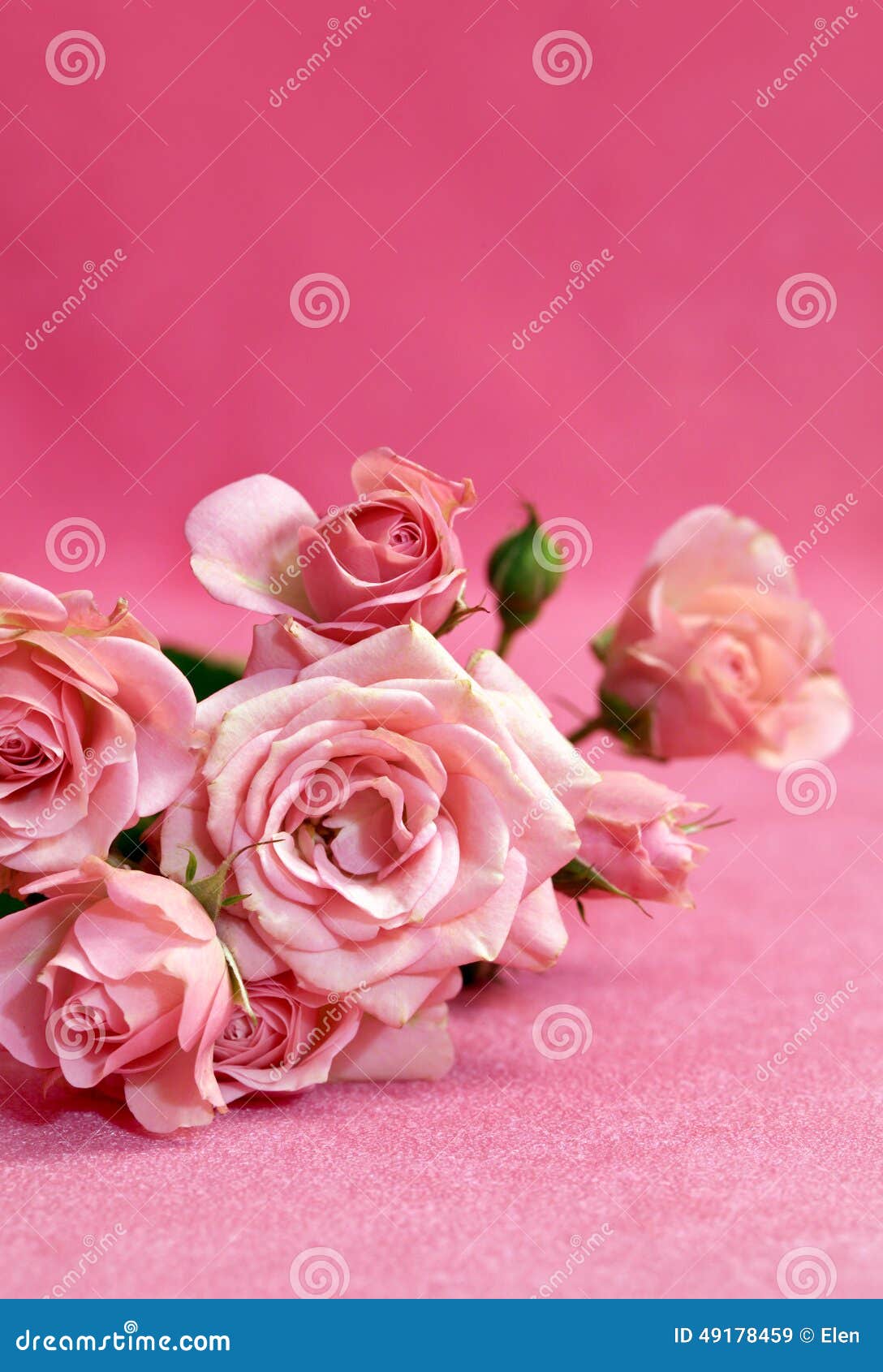 Belle Rose Di Rosa Del Fiore Immagine Stock - Immagine di botanico ...