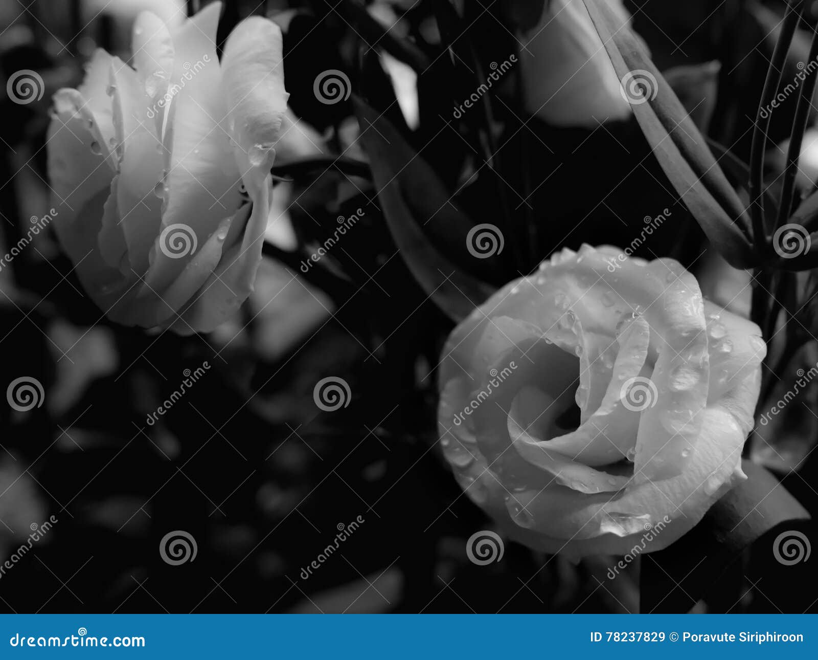 Belle Rose Humide De Blanc Noire Et Blanche Image Stock