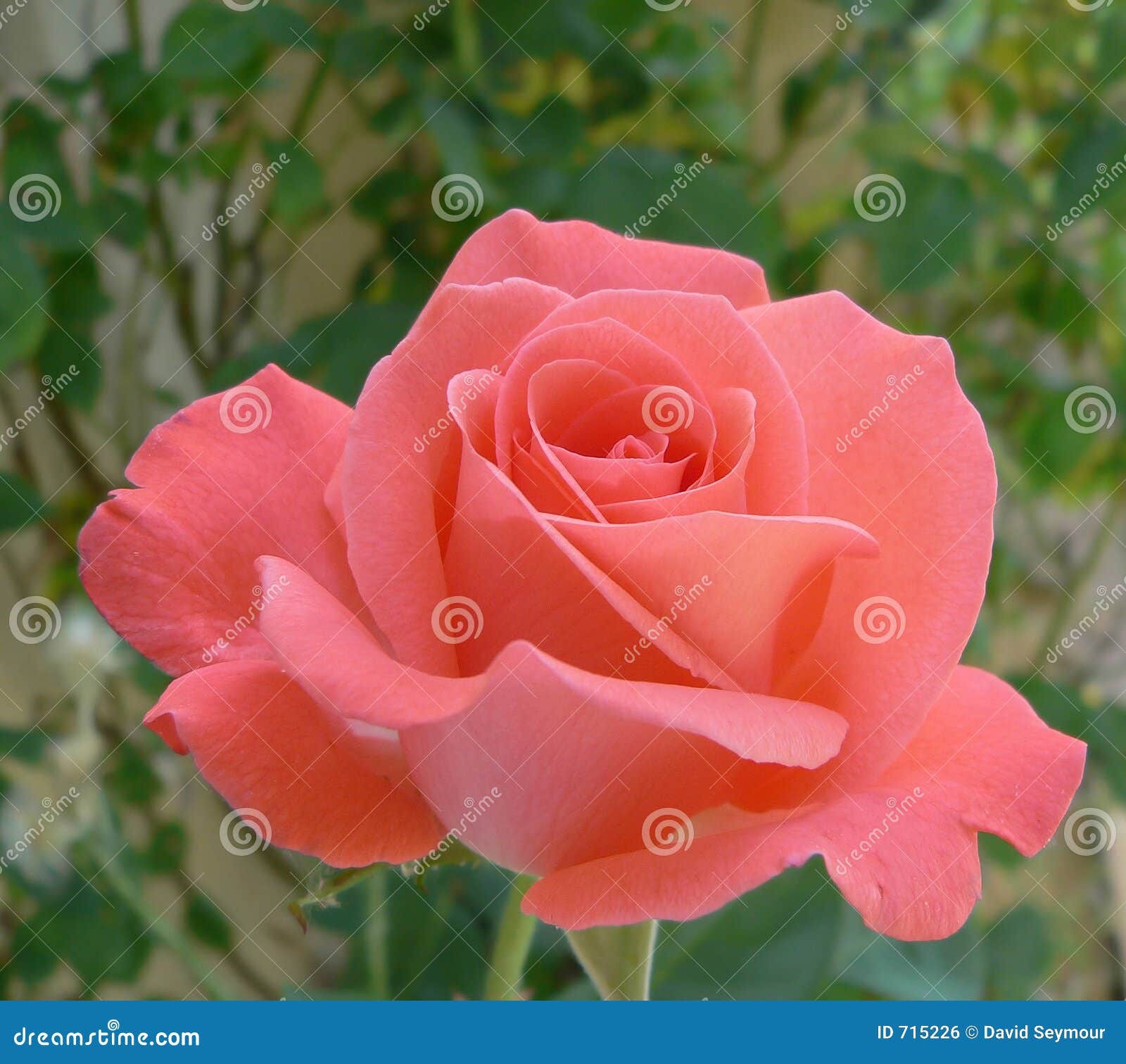 Belle Rose rose photo stock. Image du vert, fleur, assez 715226