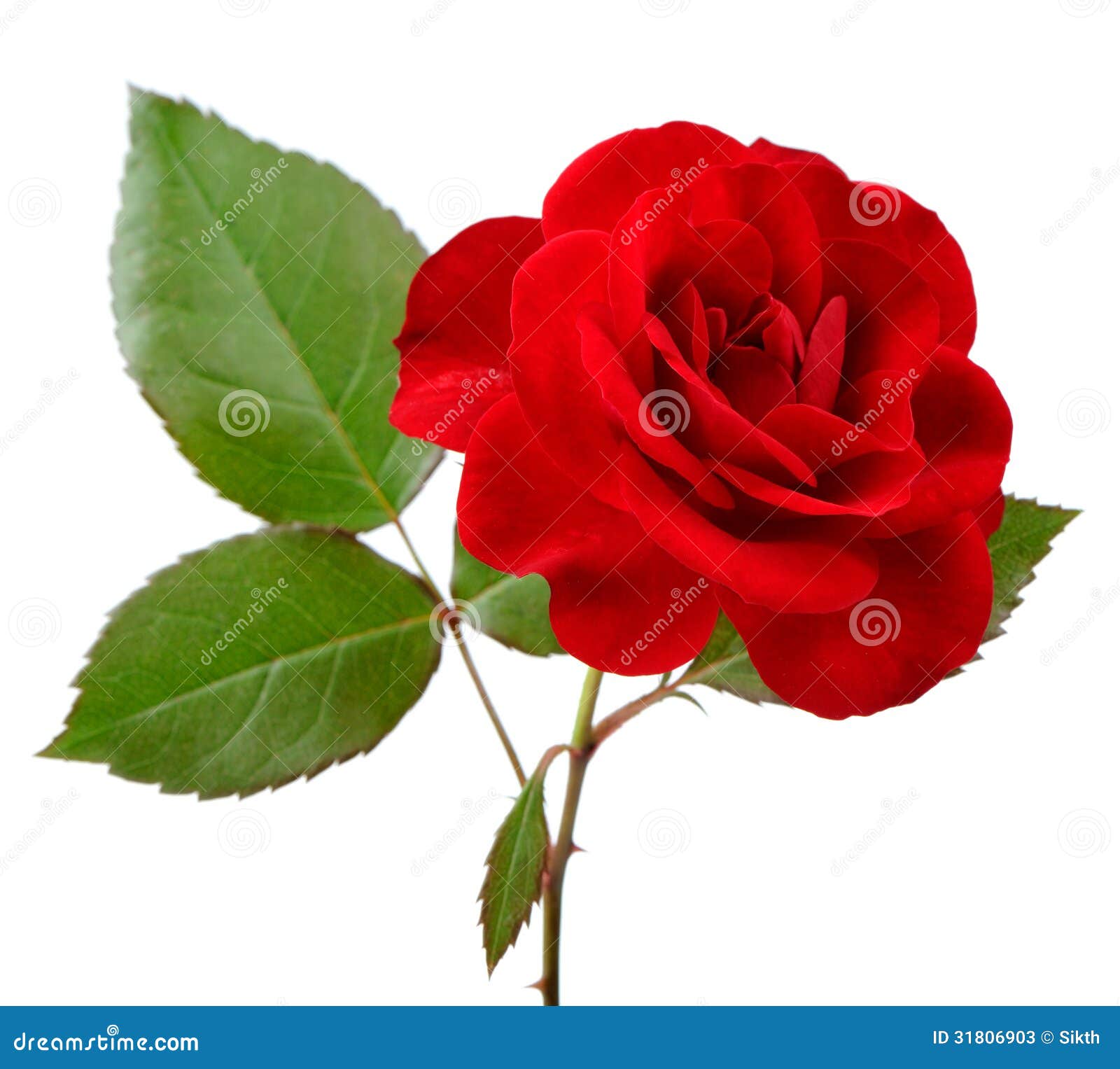 271 Photos de Belle Rose Rouge Avec Des Feuilles Sur Le Fond Blanc - Photos  de stock gratuites et libres de droits de Dreamstime