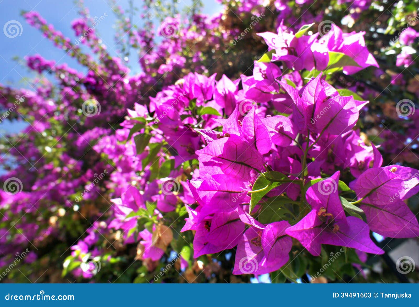 Belle Terrasse Méditerranéenne Avec Les Fleurs Roses Image stock - Image du fleur, fleurs: 39491603