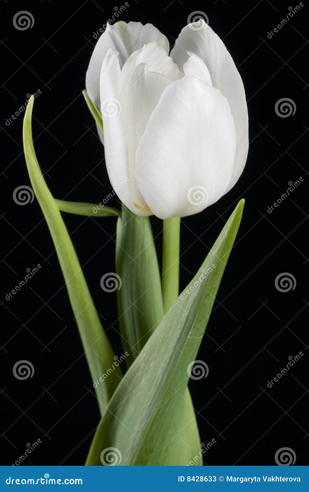 Belle tulipe blanche image stock. Image du objet, vibrant - 8428633