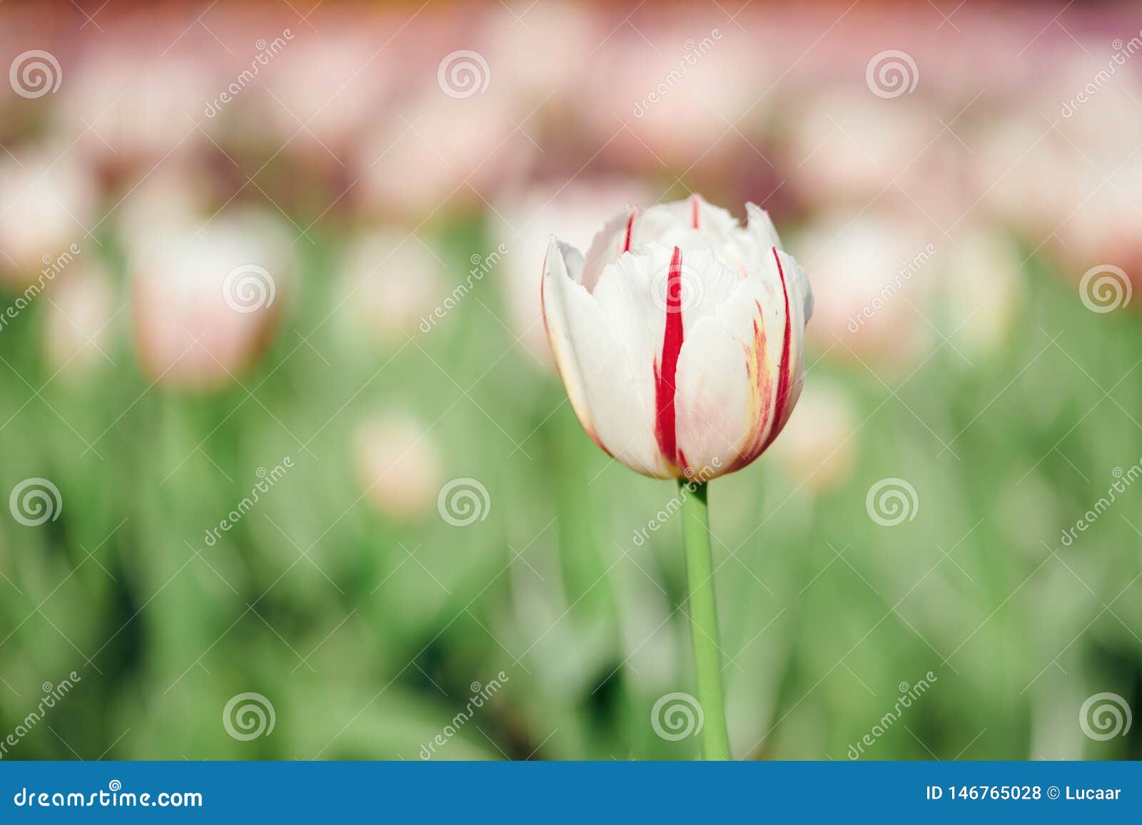 Belle Tulipe Blanche Et Rouge Photo stock - Image du couleur, conception:  146765028