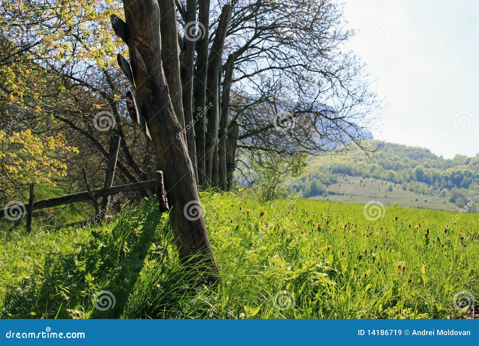Belle Vue De La Nature Au Printemps Image. Image 14186719