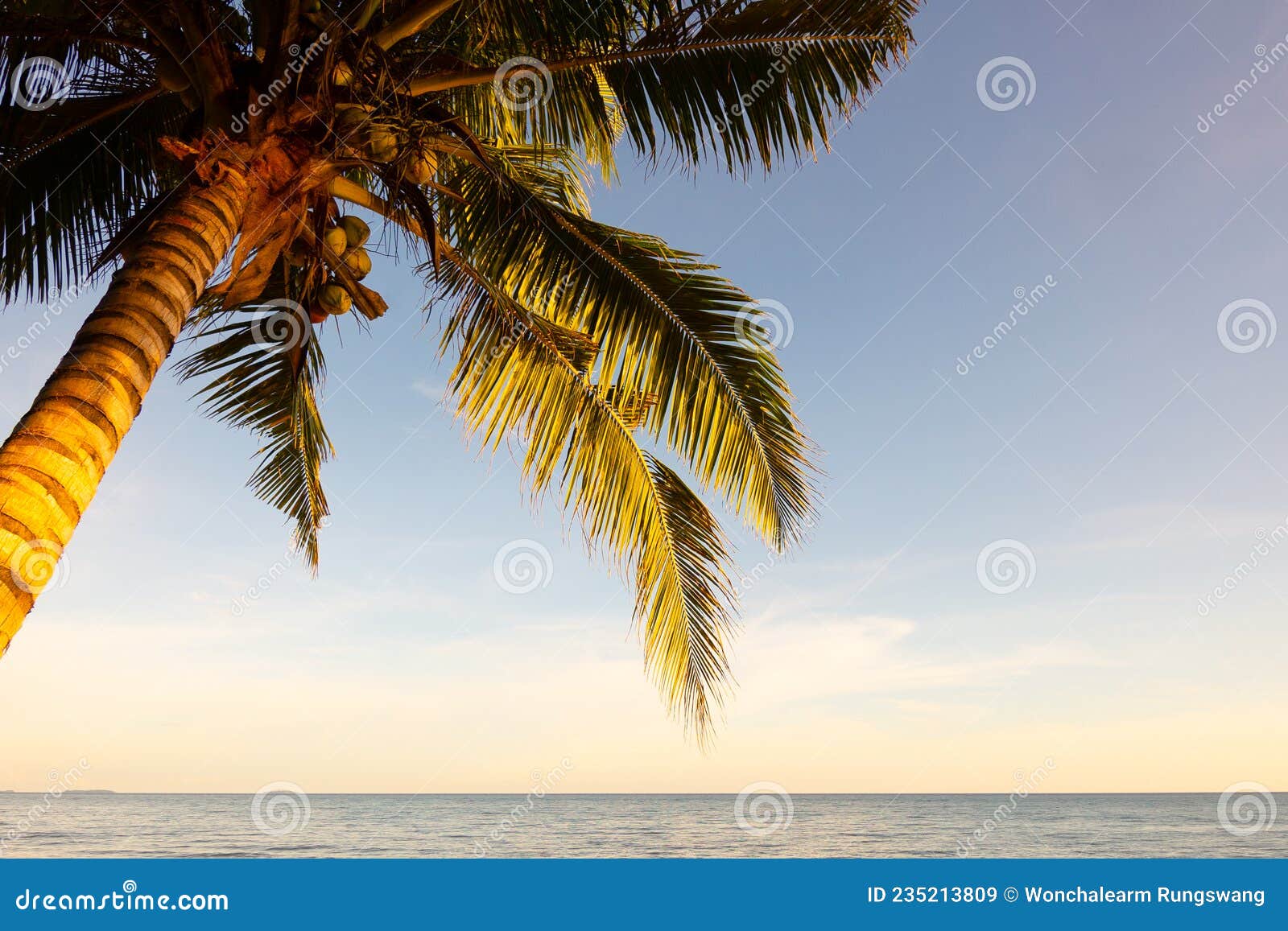 71 380 Belle Plage Avec Le Cocotier Et La Mer Photos Libres De Droits Et Gratuites De Dreamstime