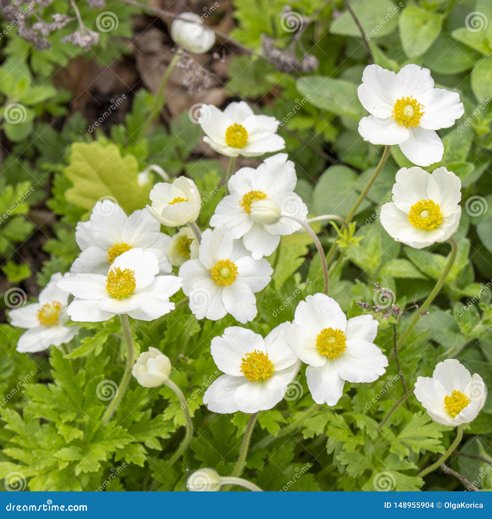 Belles an?mones De Renoncules De Fleurs Blanches, Perce-neige De Primev?res  Fleurs Sauvages Anemone Sylvestris Ranunculaceae Photo stock - Image du  fleur, herbe: 148955904