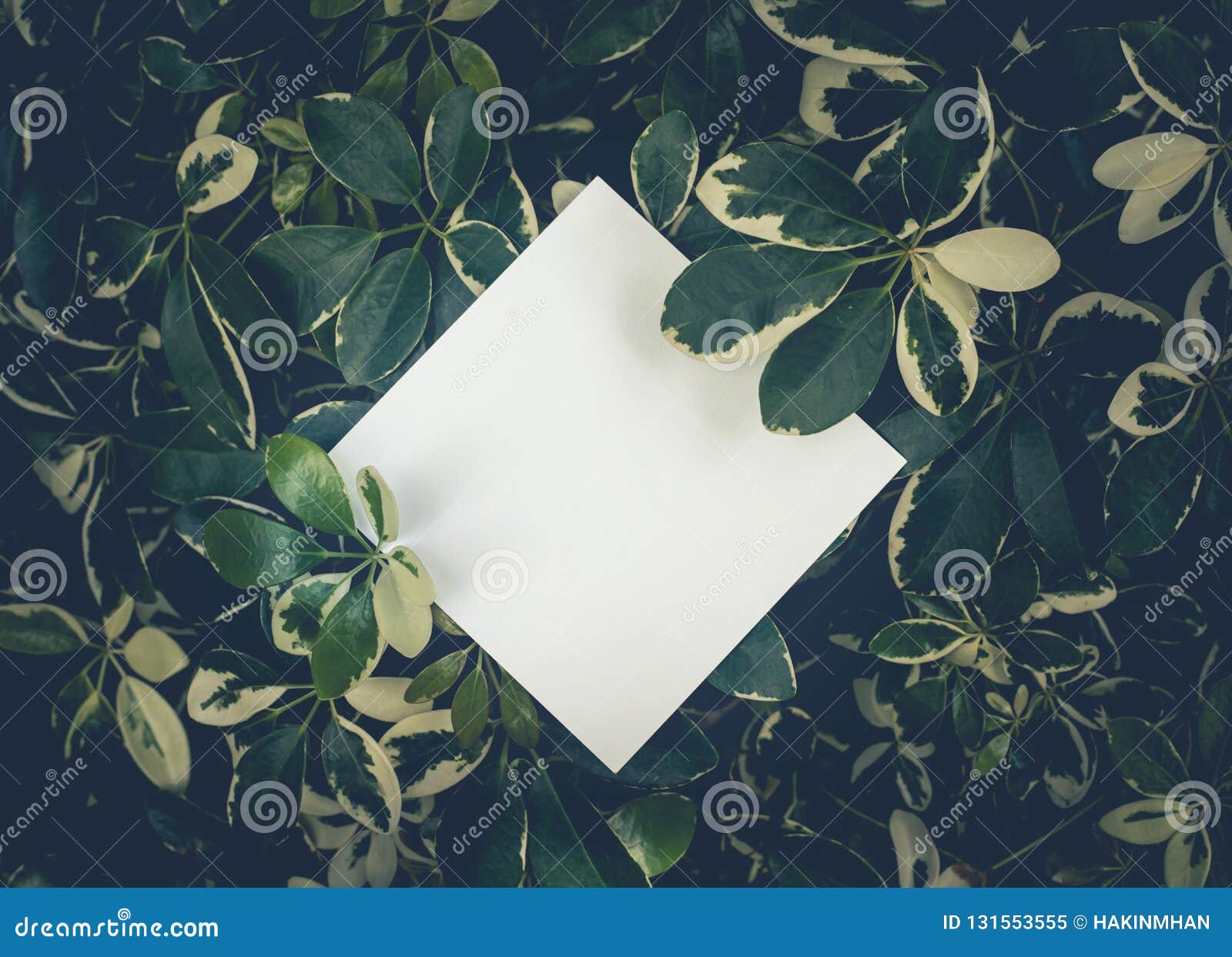Branche D'eucalyptus Et Enveloppe Verte Avec Espace De Copie