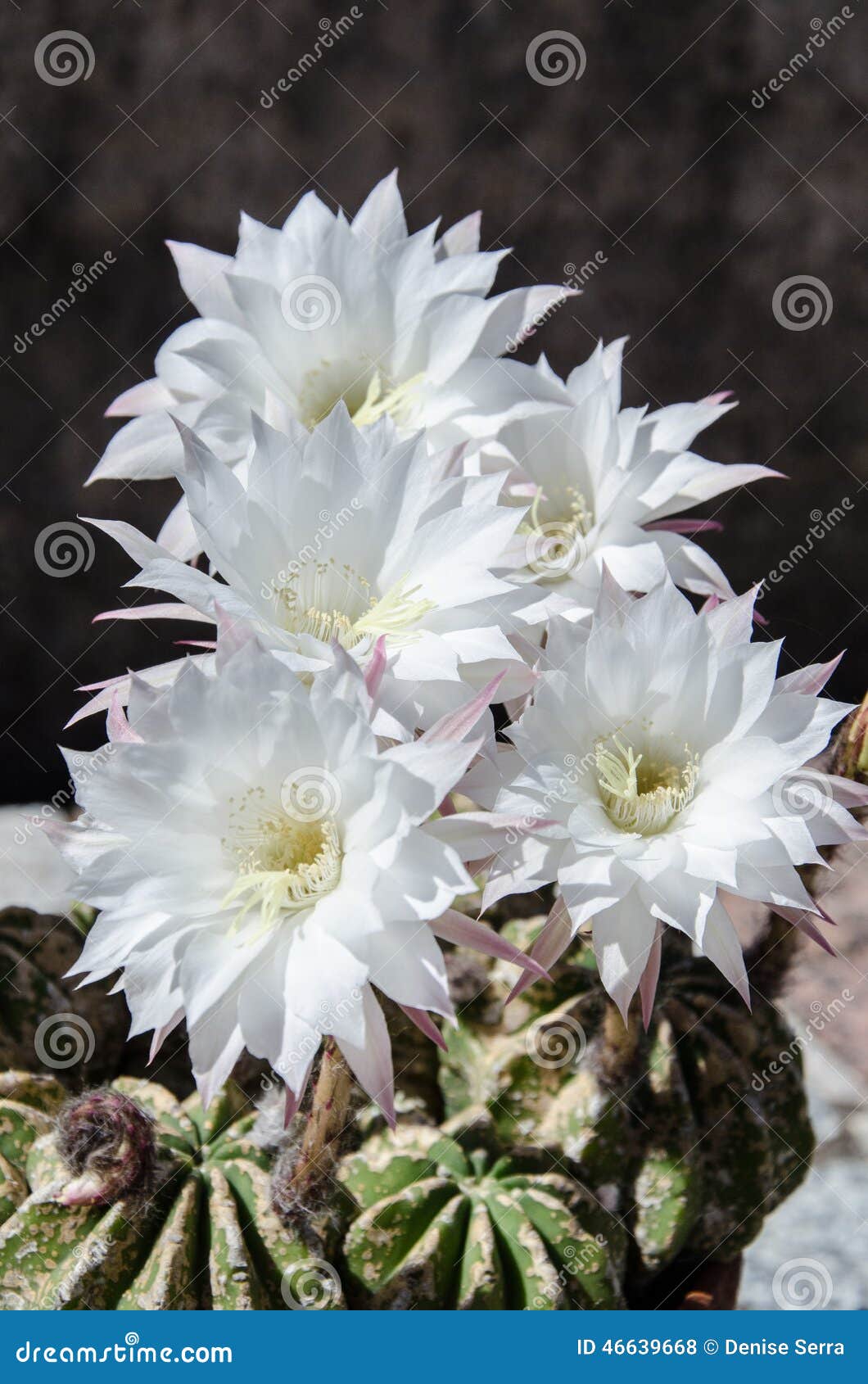Belles Fleurs Blanches Légères De Cactus Photo stock Image 46639668