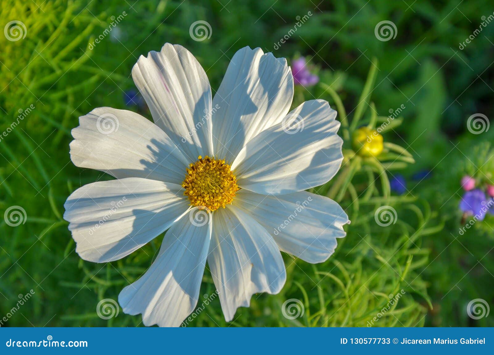 Belles Fleurs Blanches Plantées Dans Le Jardin Jardin Avec Beaucoup De Fleurs  Blanches Image stock - Image du sauvage, rouge: 130577733