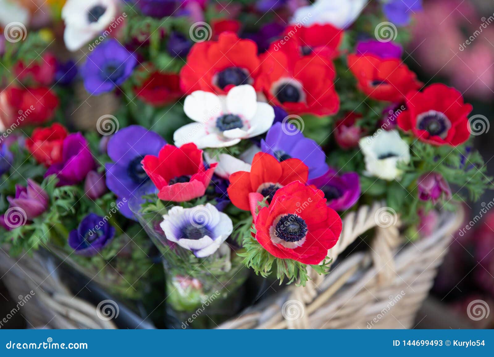 Belles Fleurs De Coronaria D'anémone De Printemps Dans Des Couleurs Rouges,  Blanches, Magenta, Bleues Image stock - Image du bouquet, pavot: 144699493
