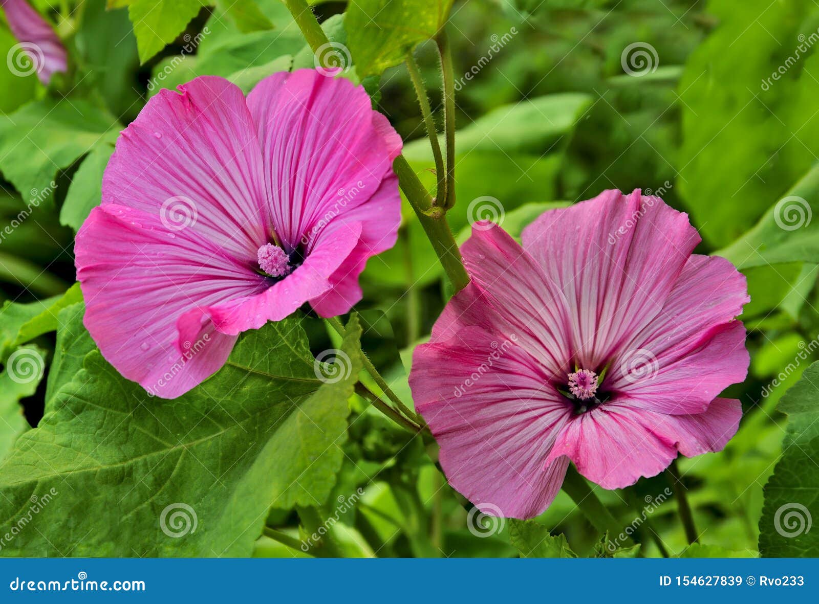 Belles Fleurs De Lavatera Rose, Ou Mauve Annuelle Dans Le Jardin Image  stock - Image du frais, fond: 154627839