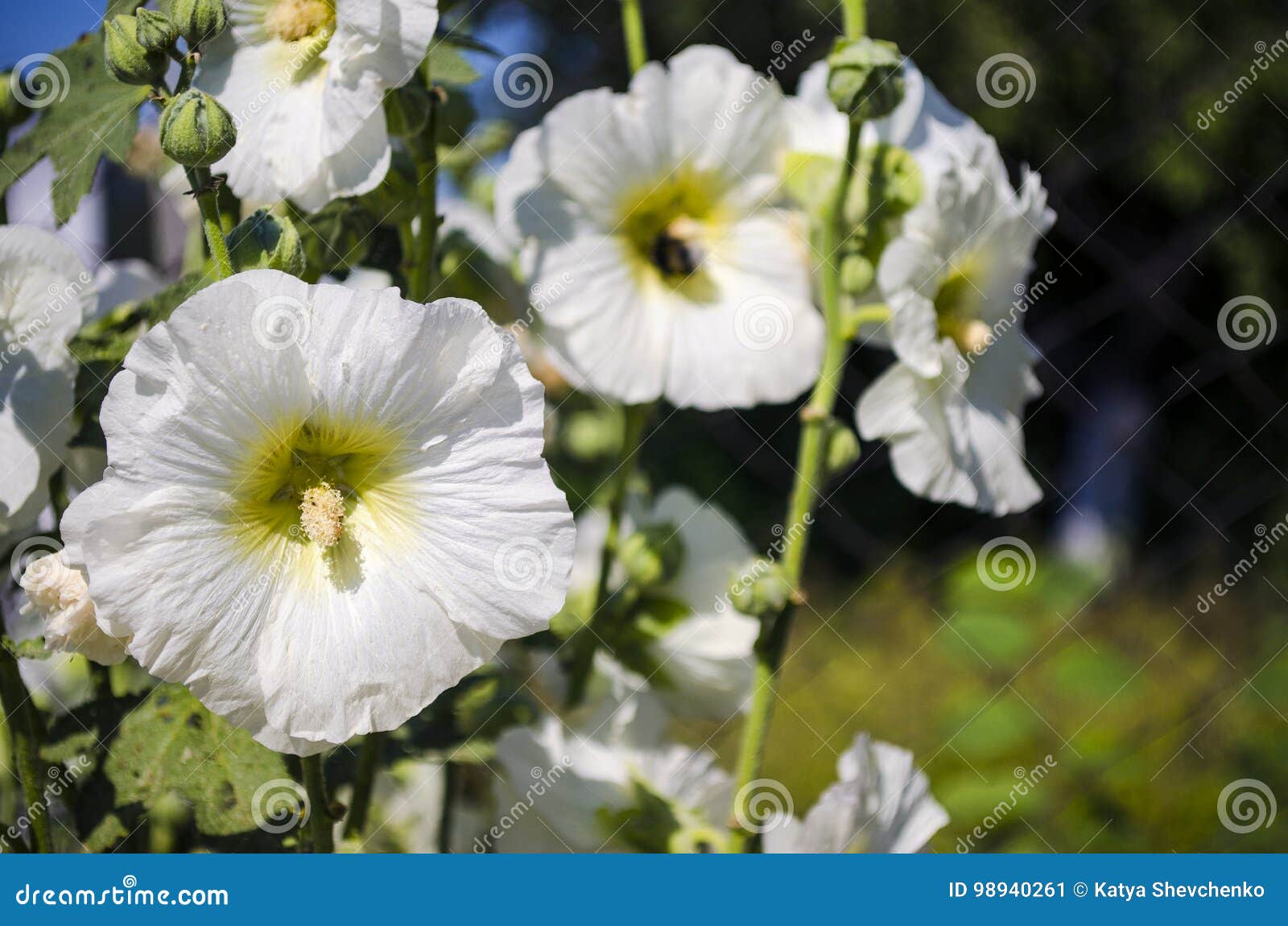 Belles Fleurs De Mauve Blanche Dans Le Jardin Image stock - Image du  agriculture, saison: 98940261