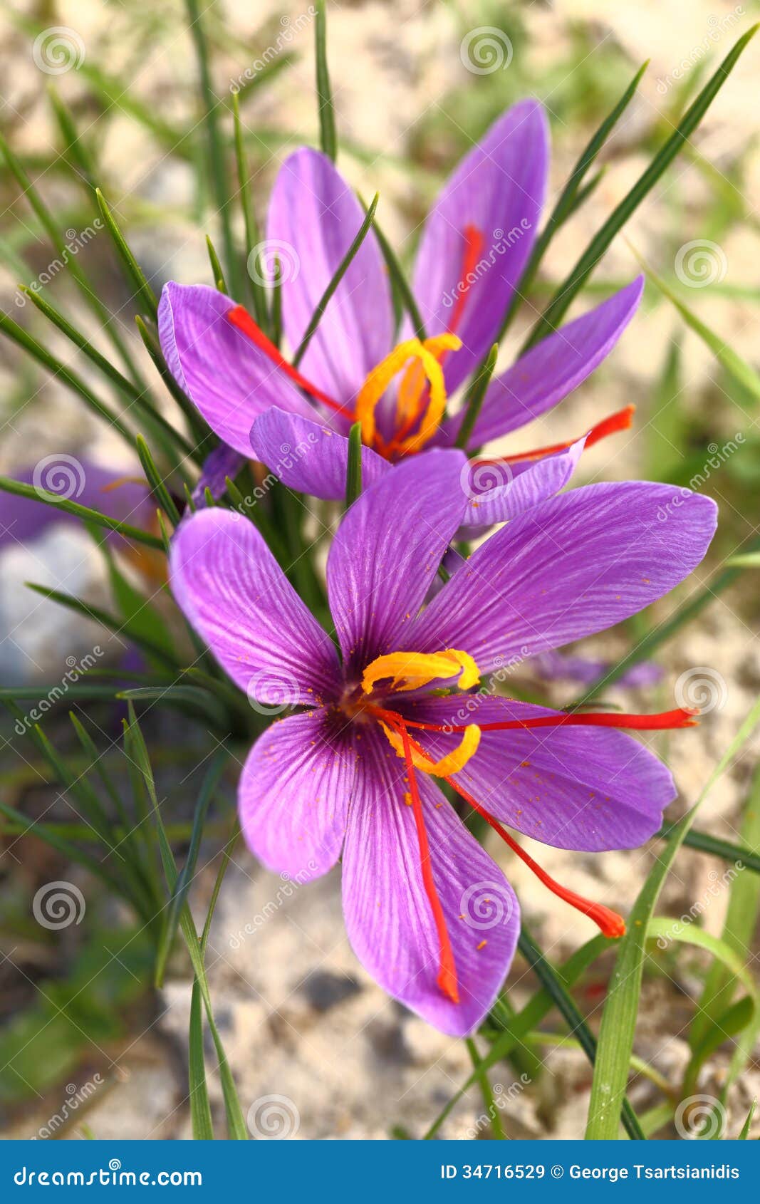 Belles fleurs de safran image stock. Image du pays, beau ...