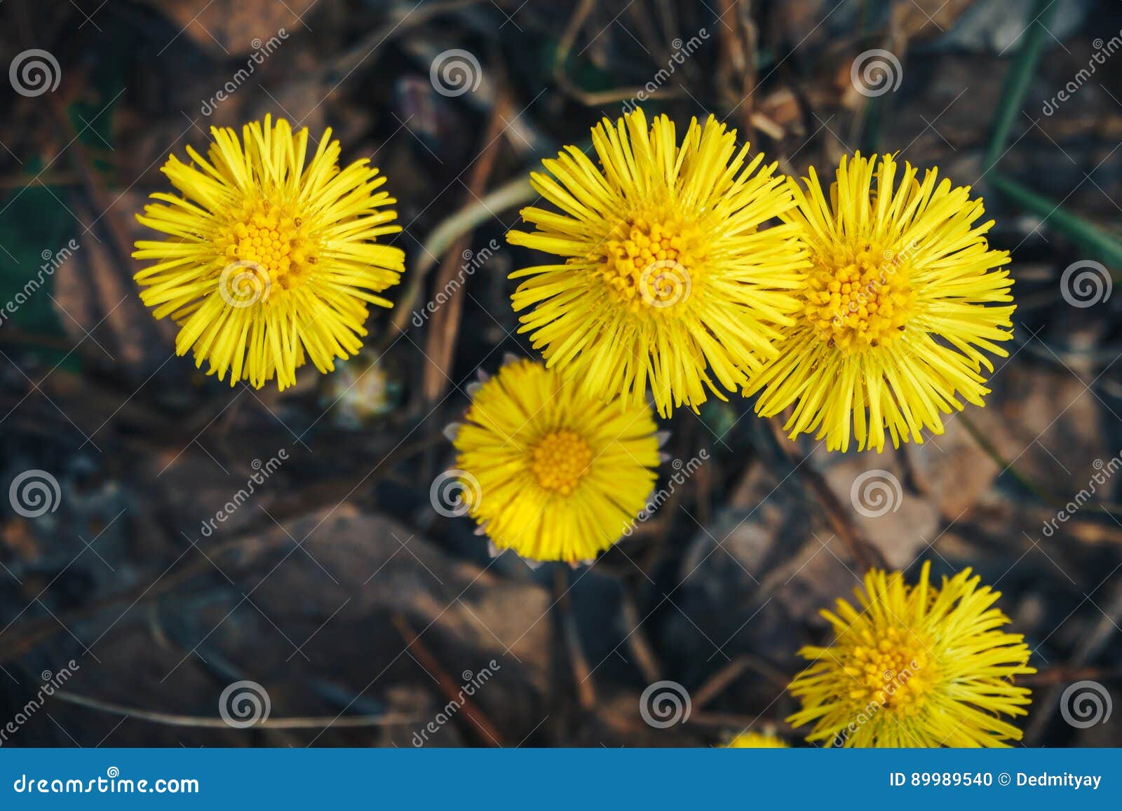 Belles Fleurs Jaunes De Forêt De Coltsfoot Au Printemps Photo stock - Image  du saison, floral: 89989540