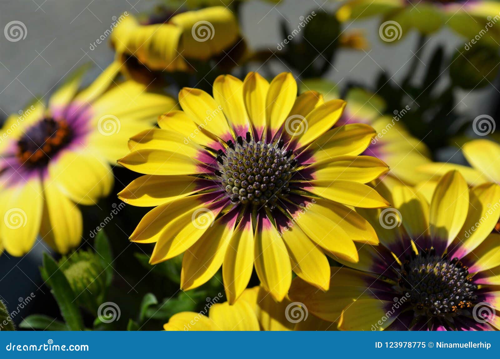 Belles Fleurs Jaunes Et Violettes De Fleur De Cap Image stock - Image du  graine, lumière: 123978775