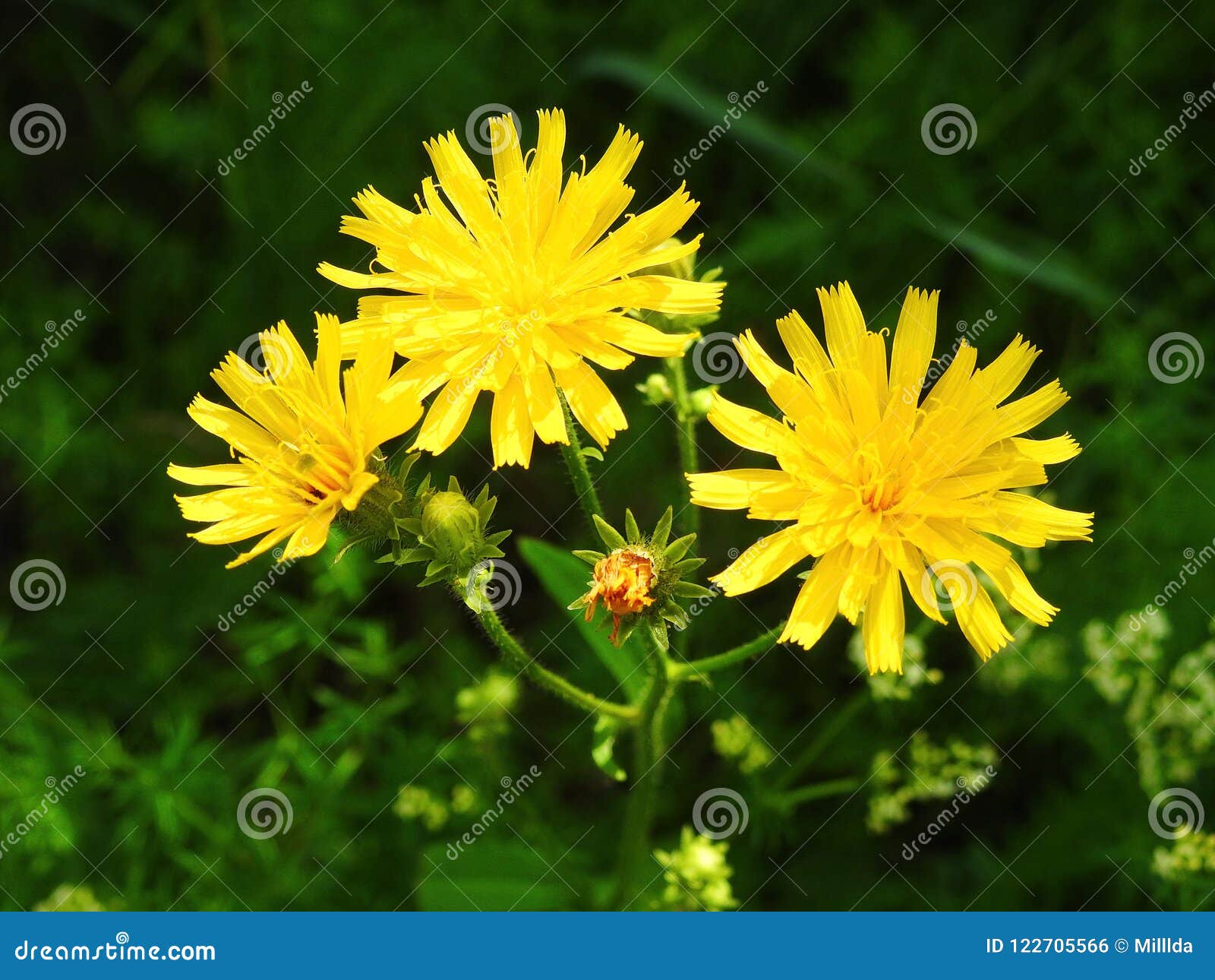 Belles Fleurs Sauvages Jaunes Dans Le Pré, Lithuanie Photo stock - Image du  pré, fond: 122705566